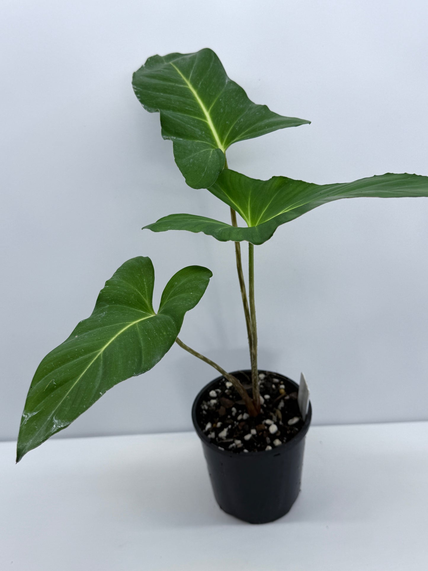 Adelonema yanamonoensis aka Homalomena Lindenii S34
