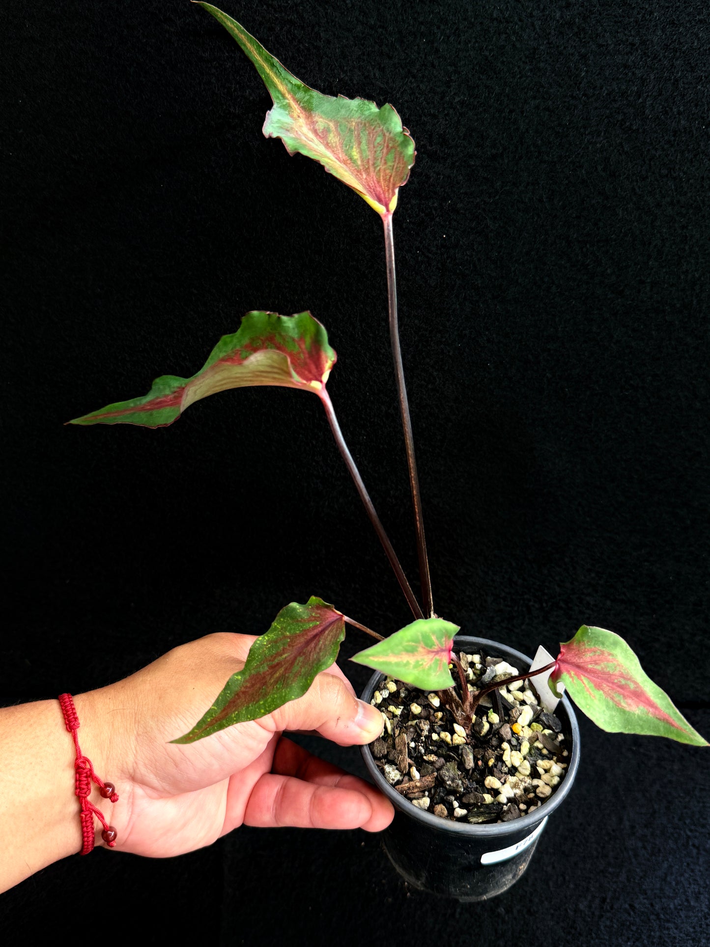 Caladium Hybrid F78