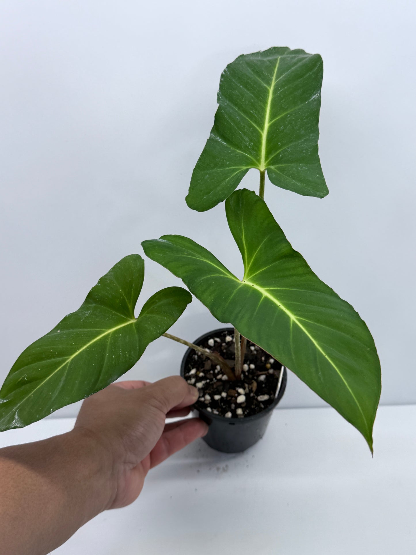 Adelonema yanamonoensis aka Homalomena Lindenii S34