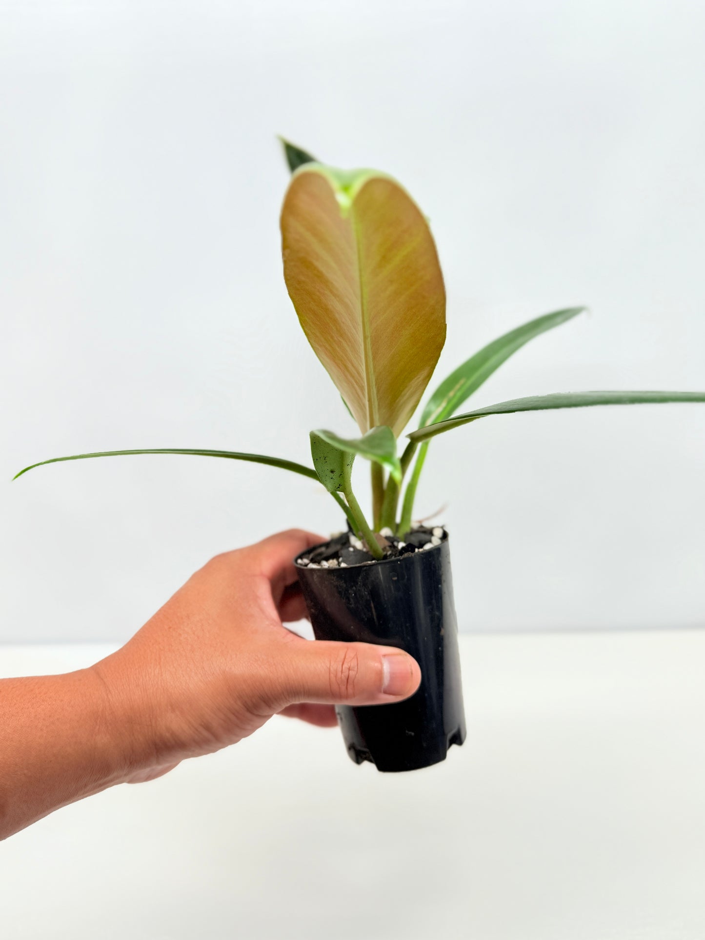 Philodendron 'Ruizii' - Best Pick of the Crop!