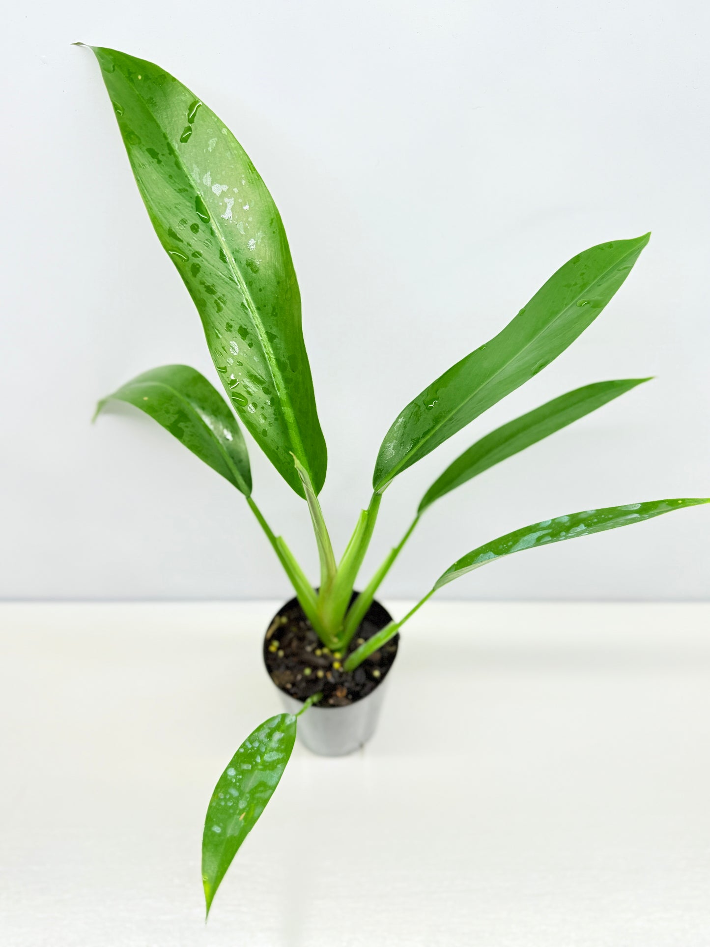 Philodendron 'Ruizii' - Best Pick of the Crop!
