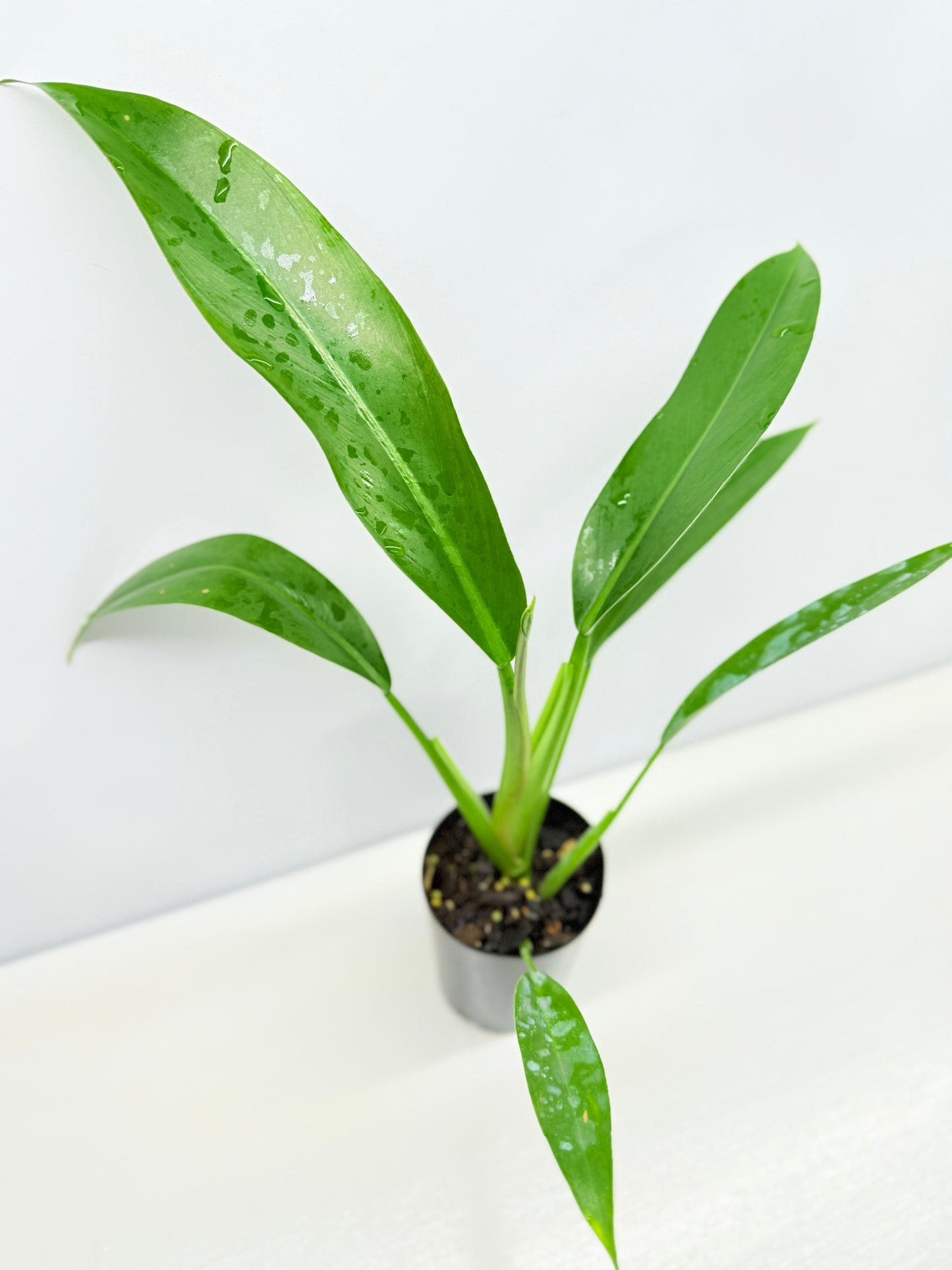 Philodendron 'Ruizii' - Best Pick of the Crop!