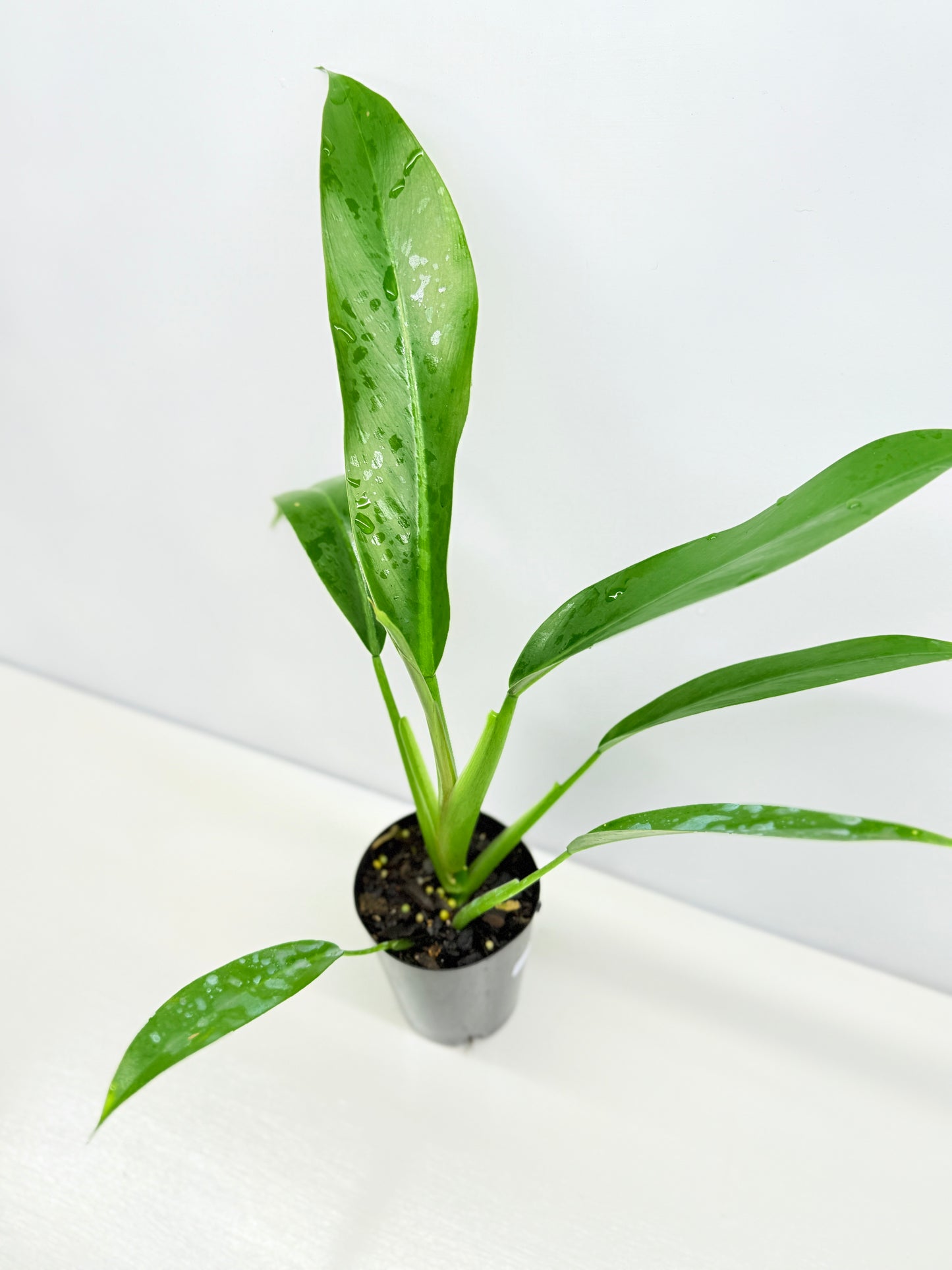 Philodendron 'Ruizii' - Best Pick of the Crop!