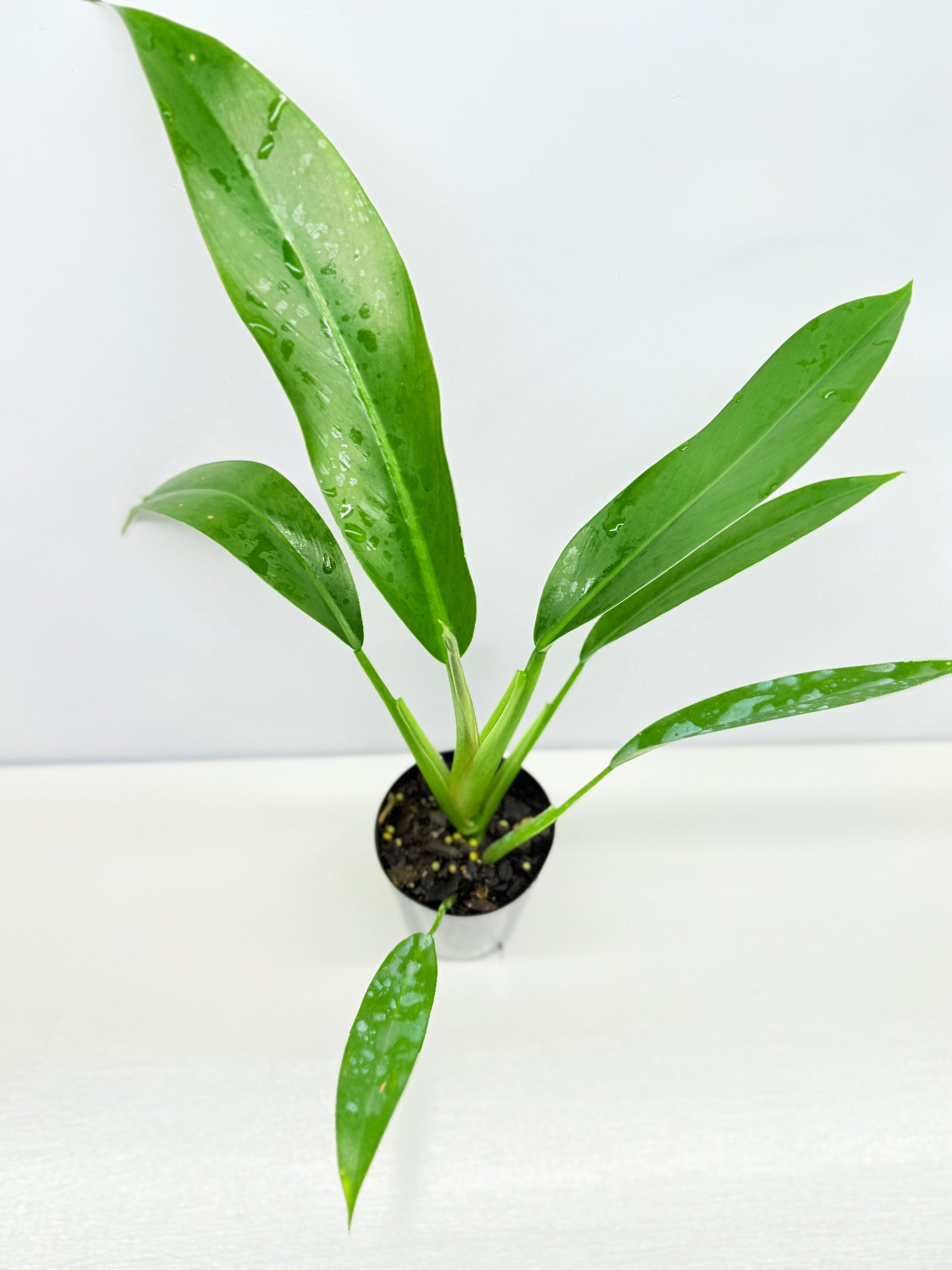 Philodendron 'Ruizii' - Best Pick of the Crop!