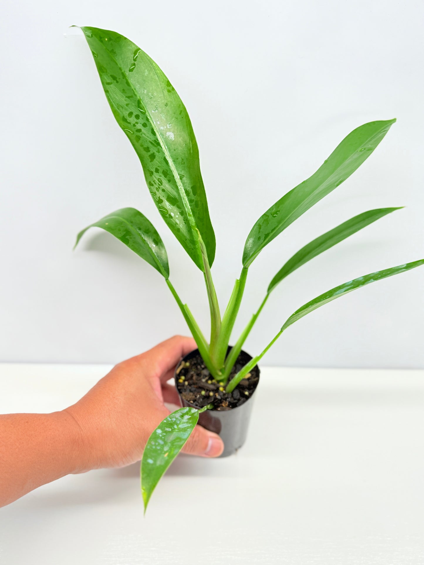 Philodendron 'Ruizii' - Best Pick of the Crop!