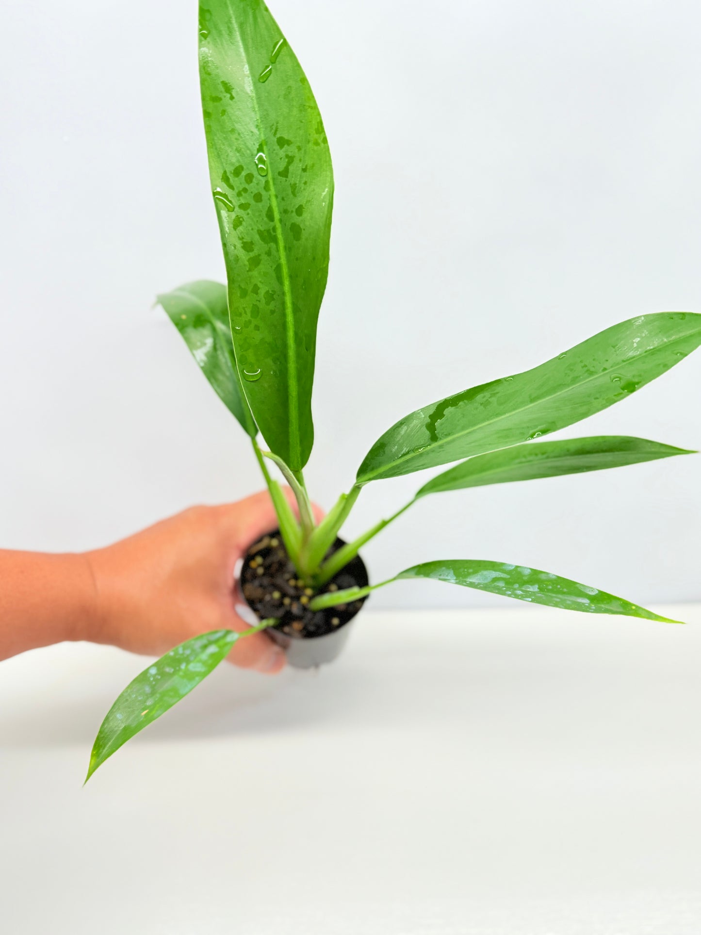 Philodendron 'Ruizii' - Best Pick of the Crop!