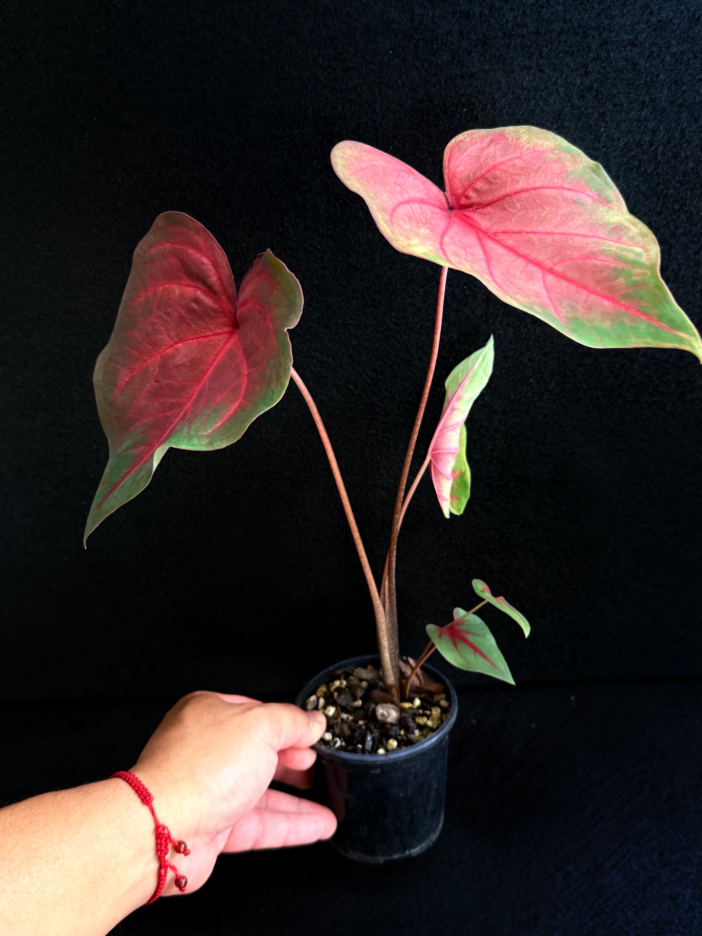 Caladium Hybrid E80