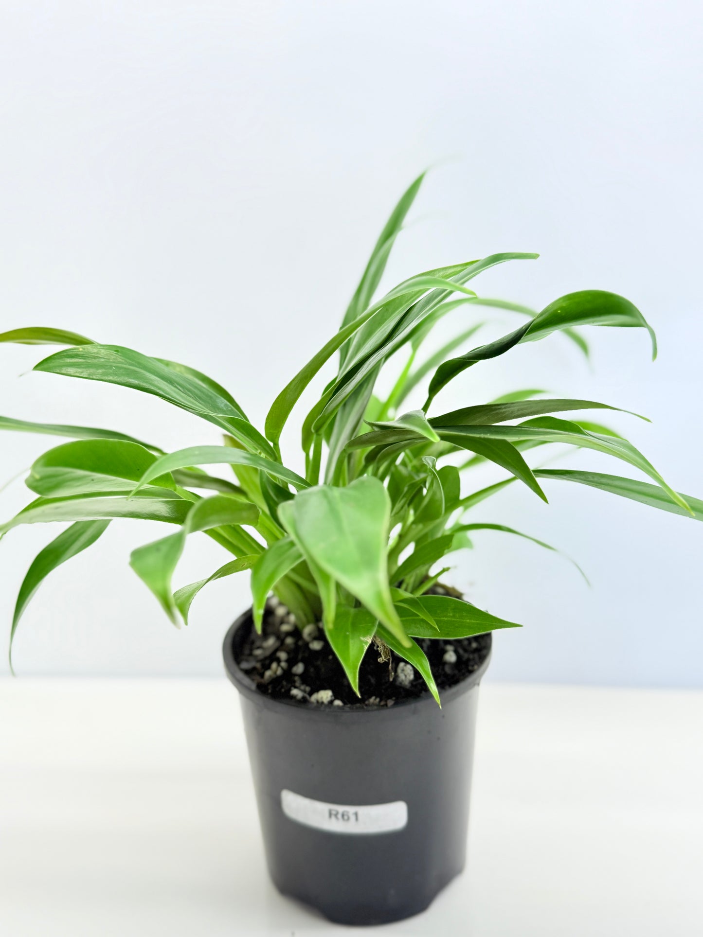 Philodendron 'Little Phil' R61