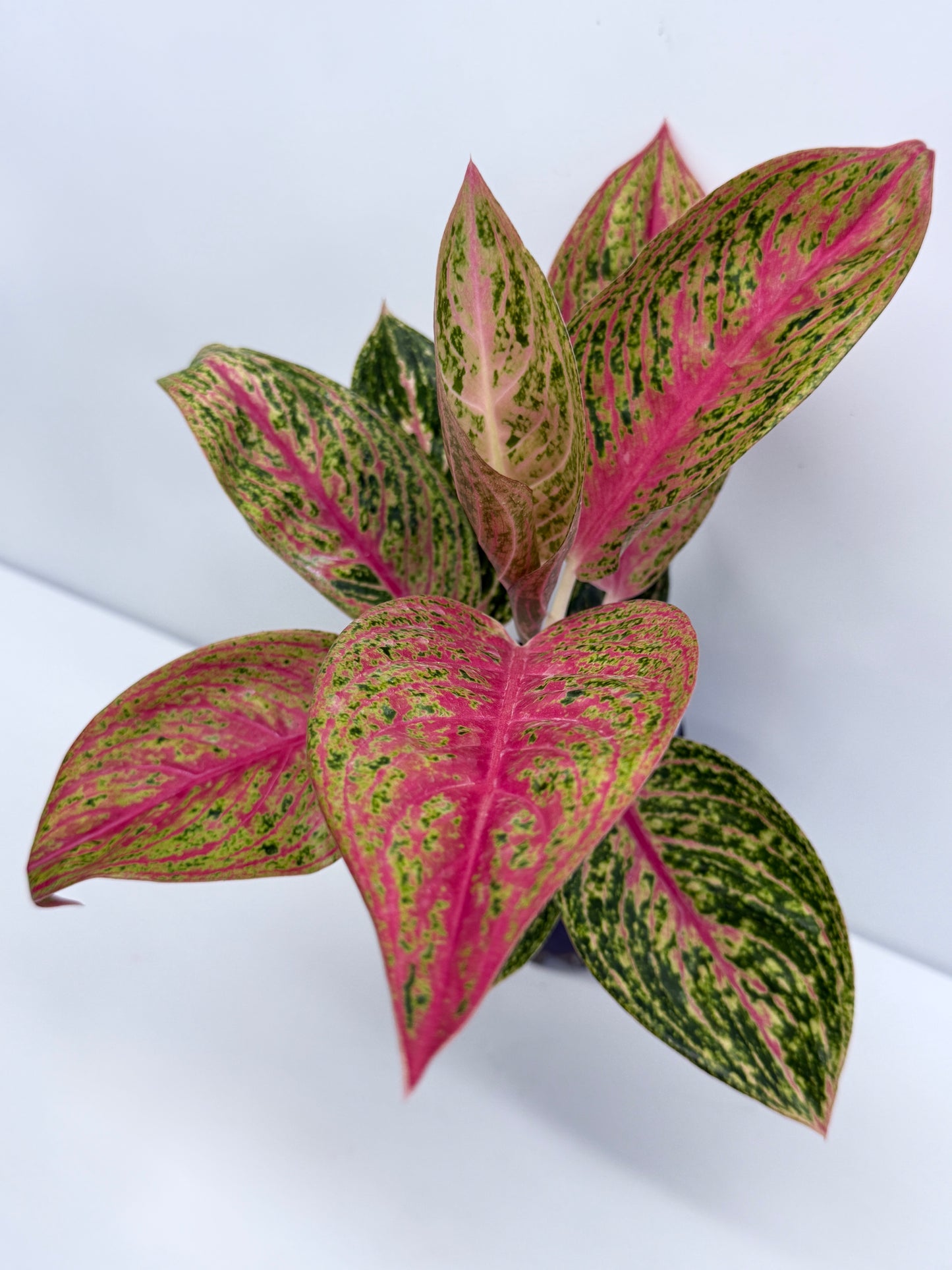 Aglaonema Legacy S39