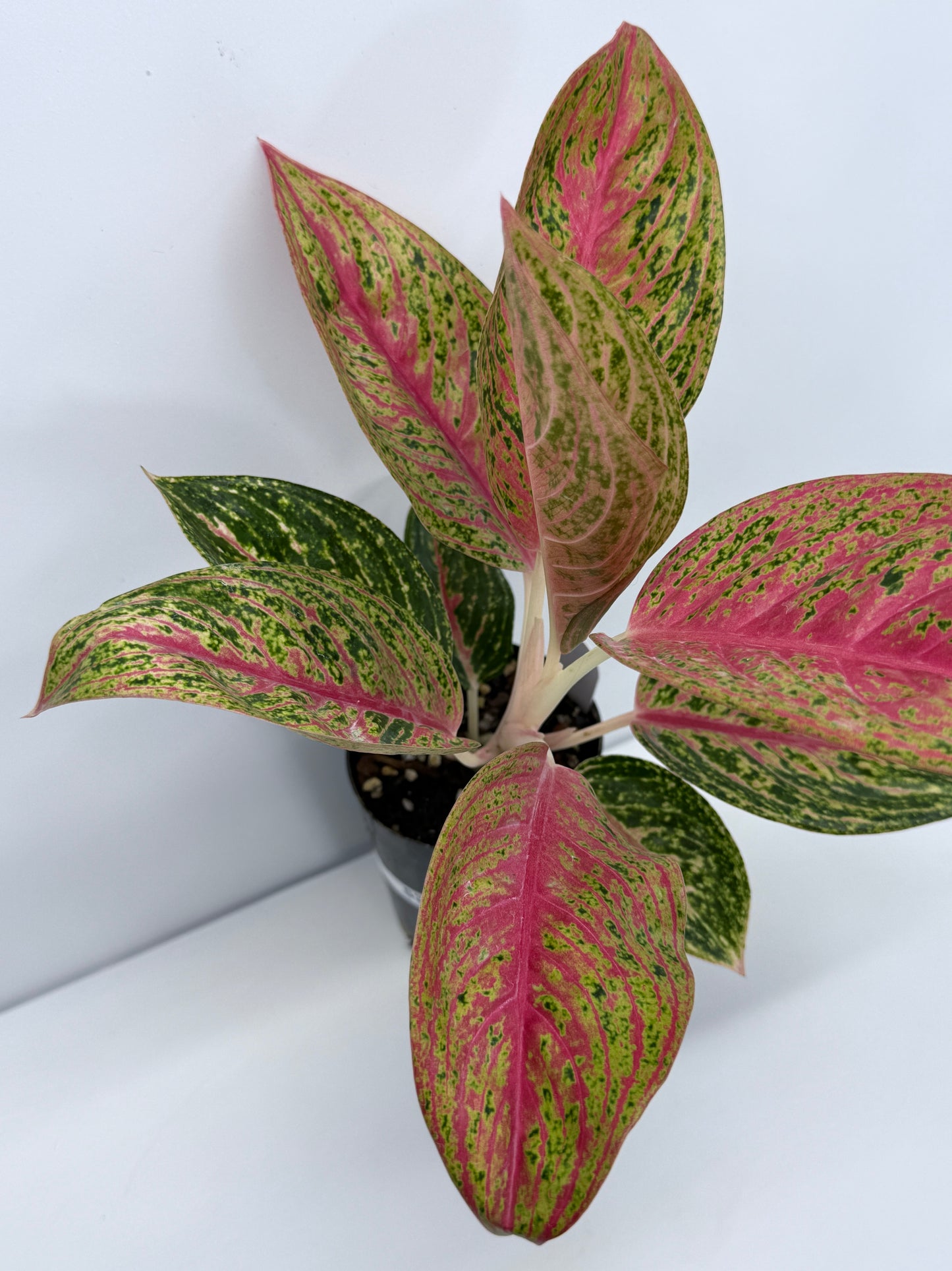 Aglaonema Legacy S39
