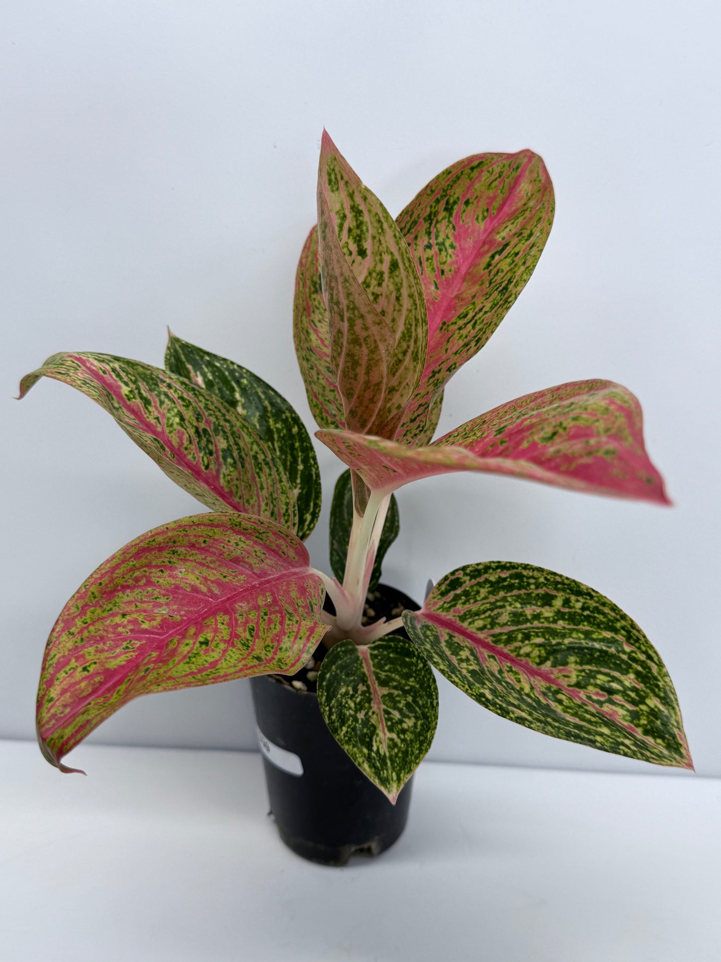 Aglaonema Legacy S39