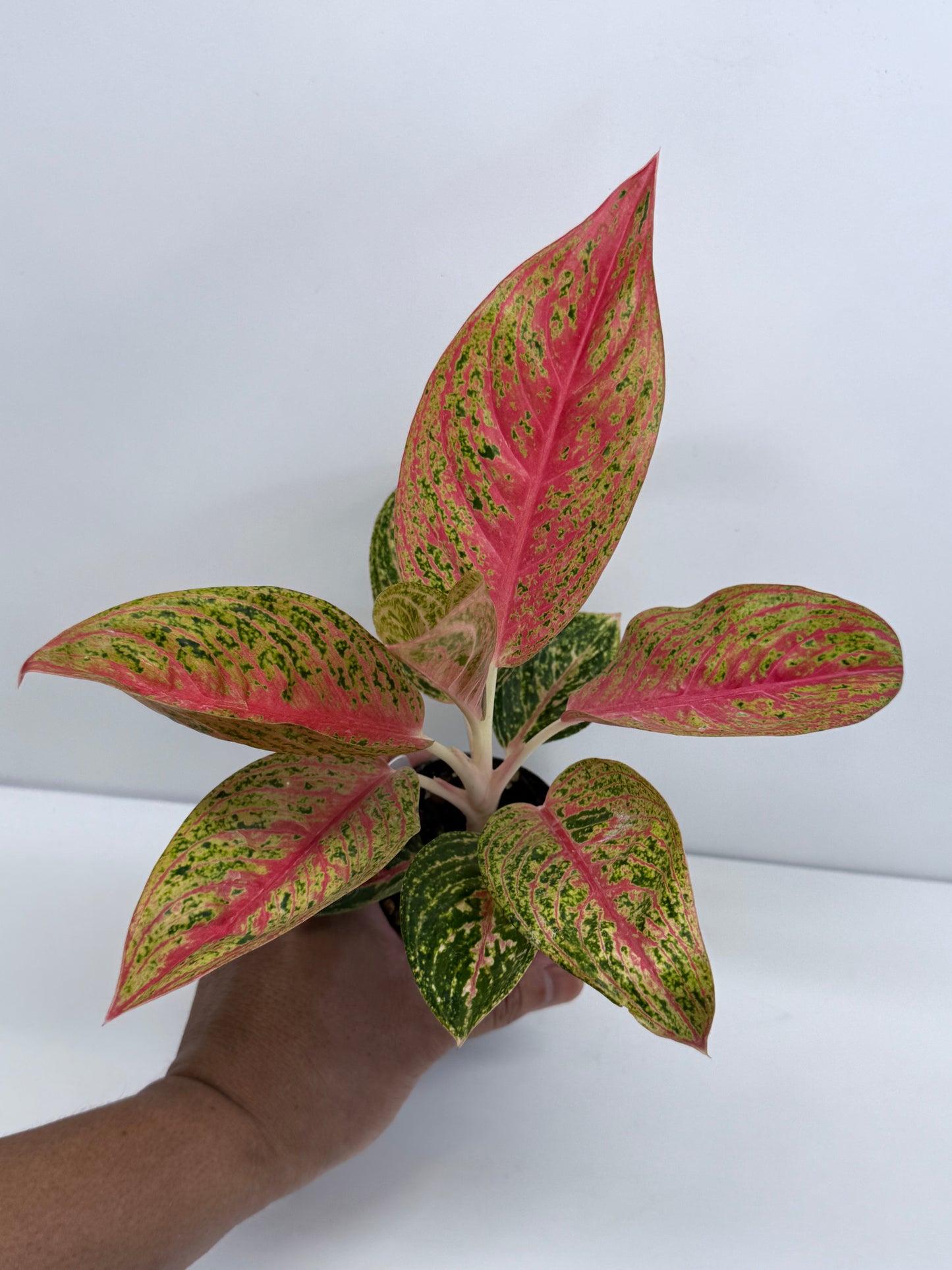 Aglaonema Legacy S39
