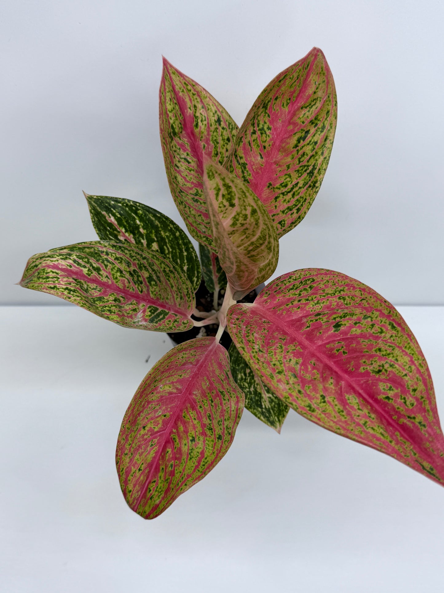 Aglaonema Legacy S39