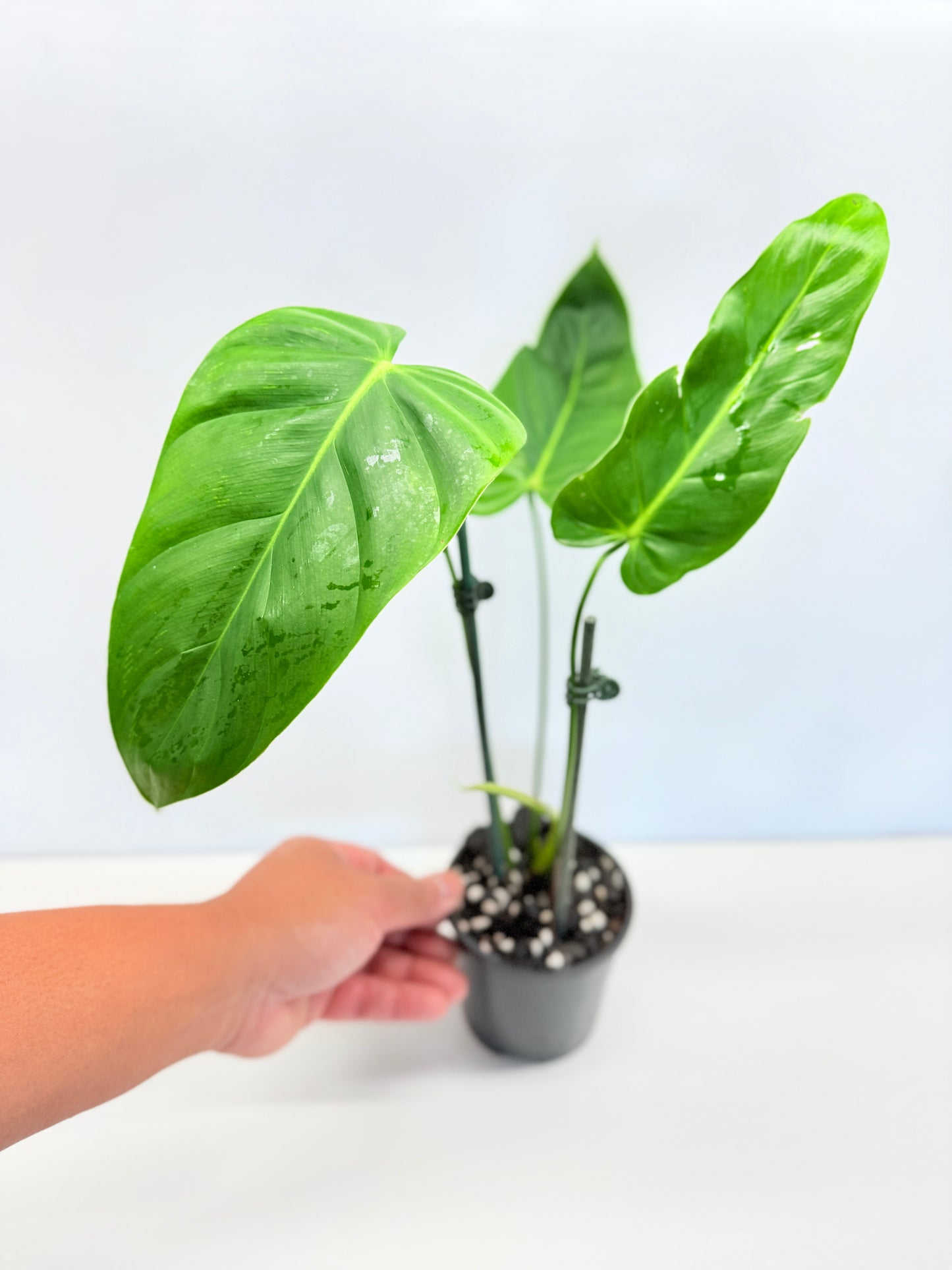 Philodendron 'Esmeraldense' A72