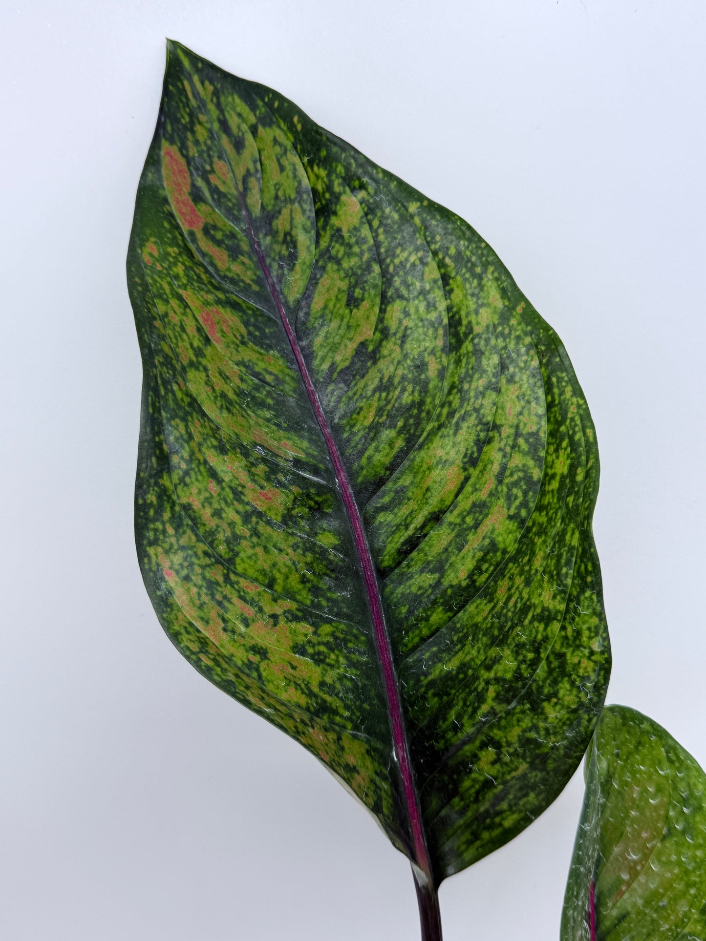 Aglaonema Heng Heng S40