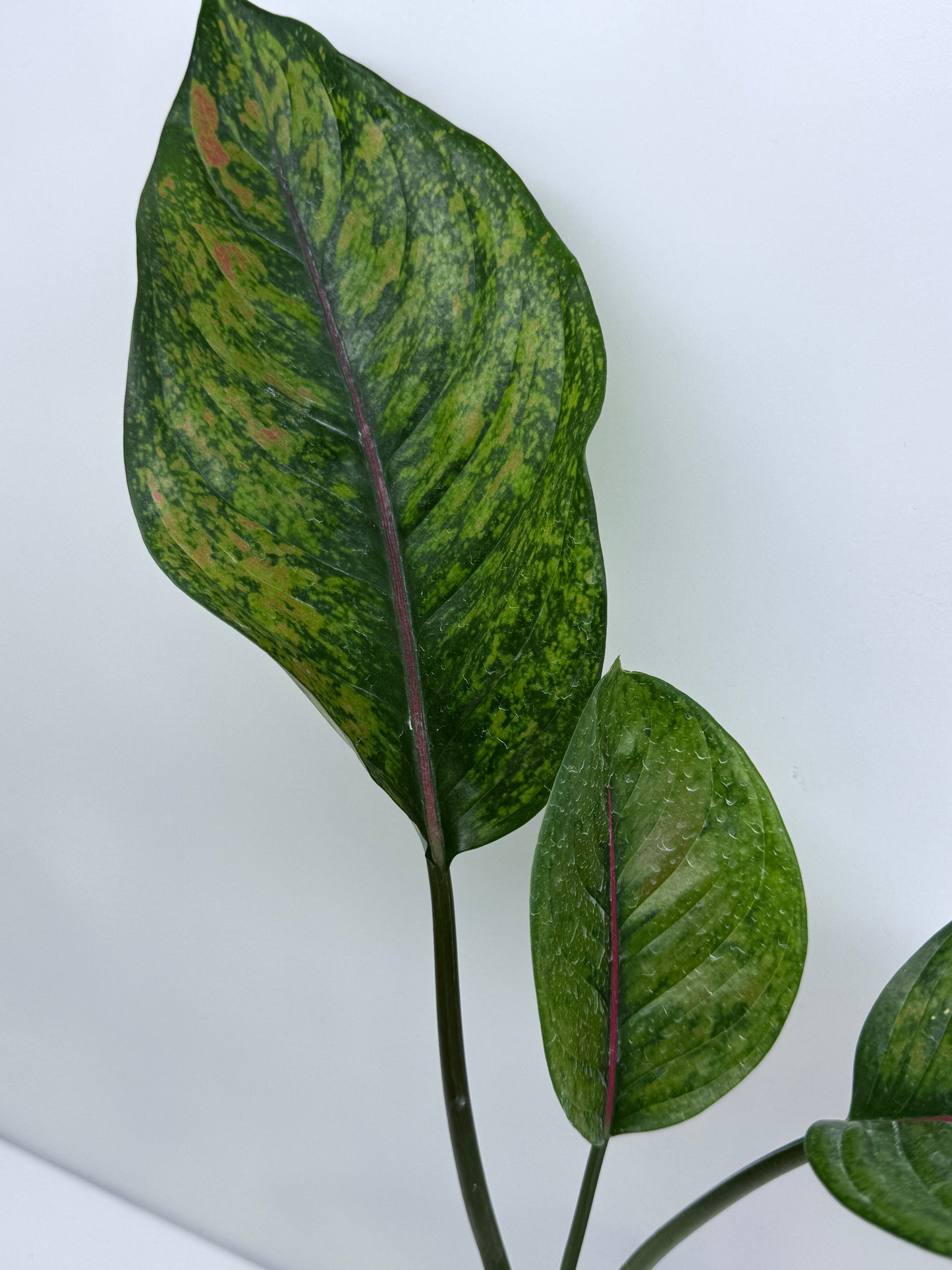 Aglaonema Heng Heng S40
