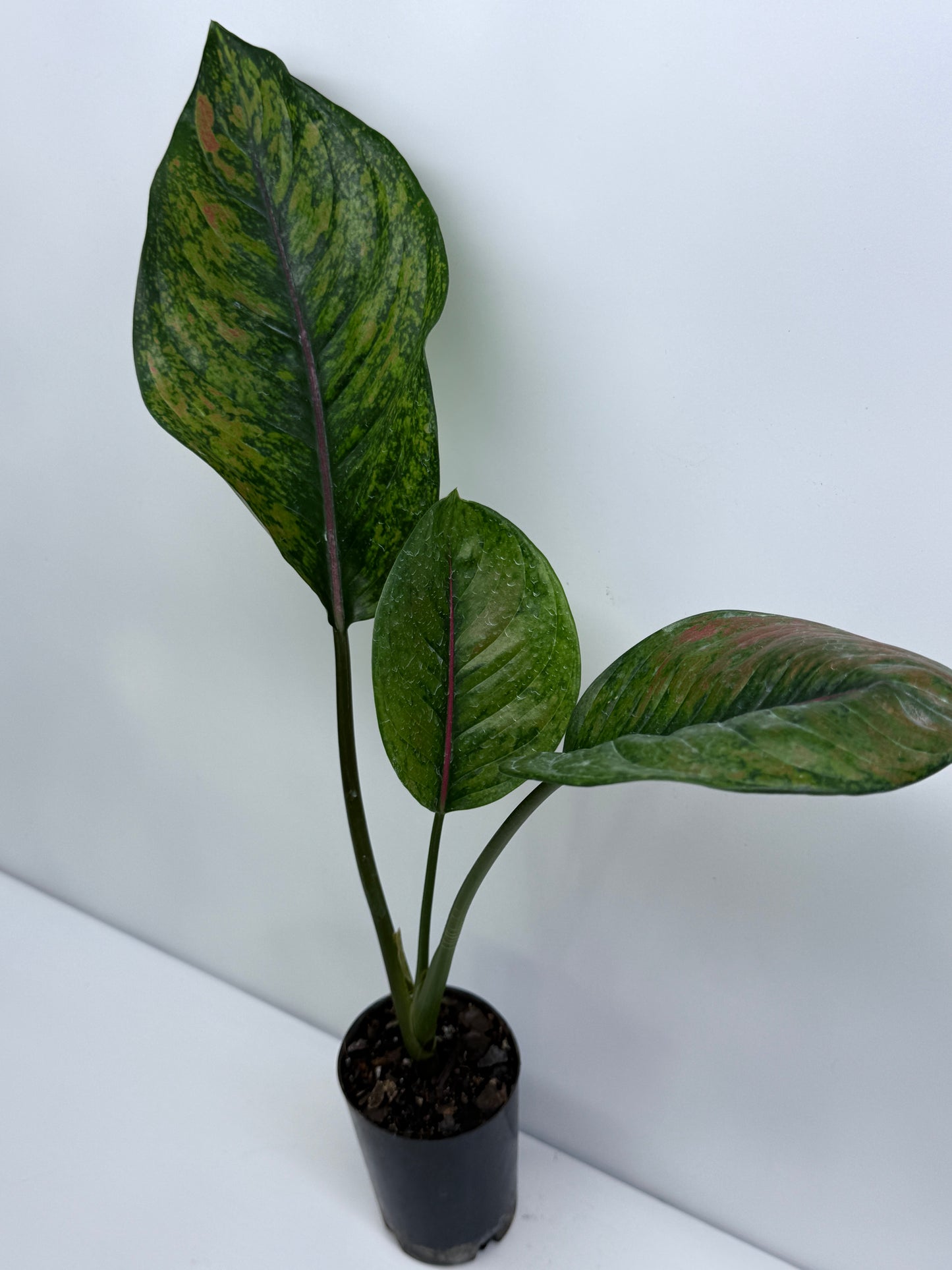 Aglaonema Heng Heng S40