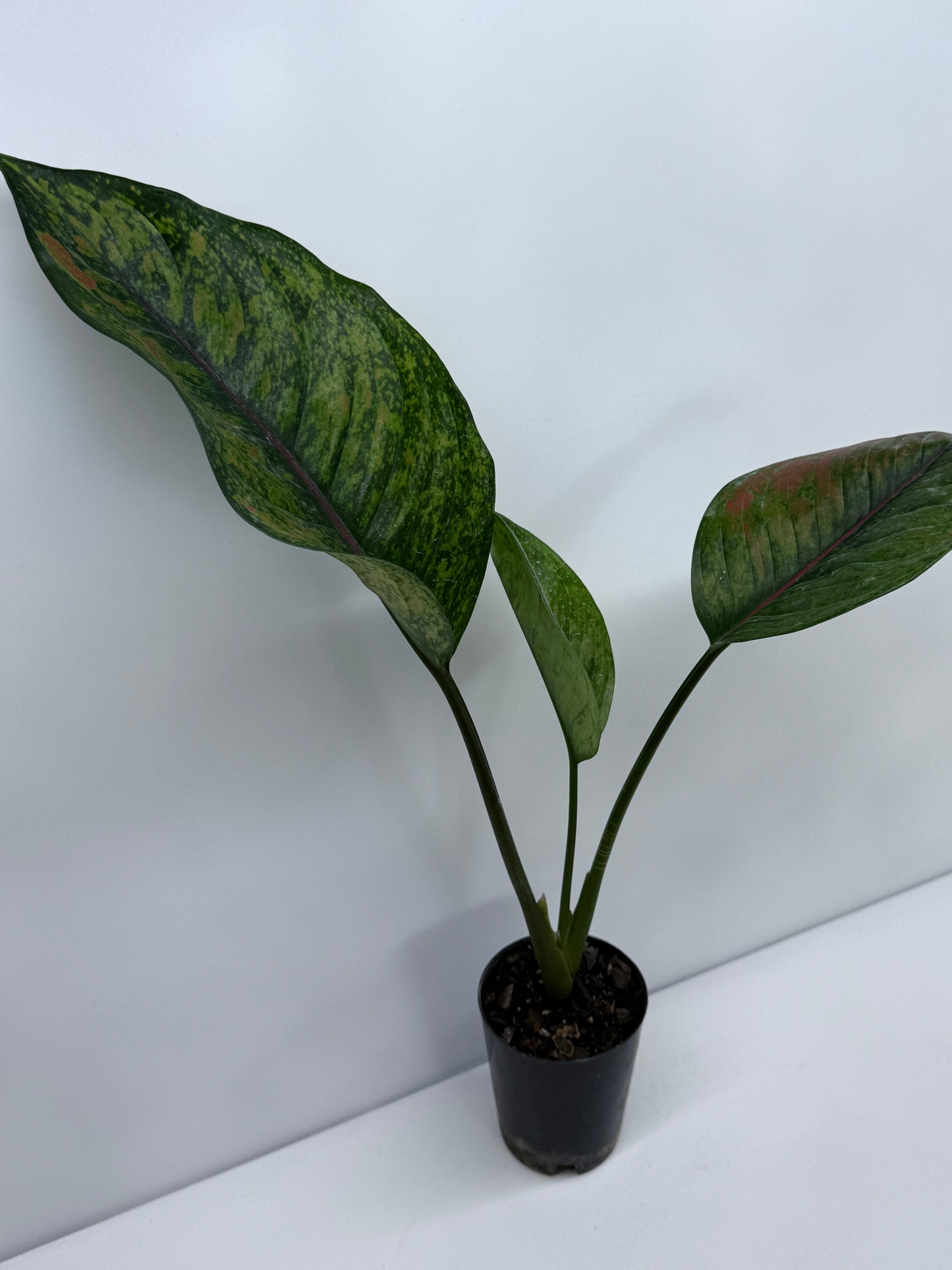 Aglaonema Heng Heng S40
