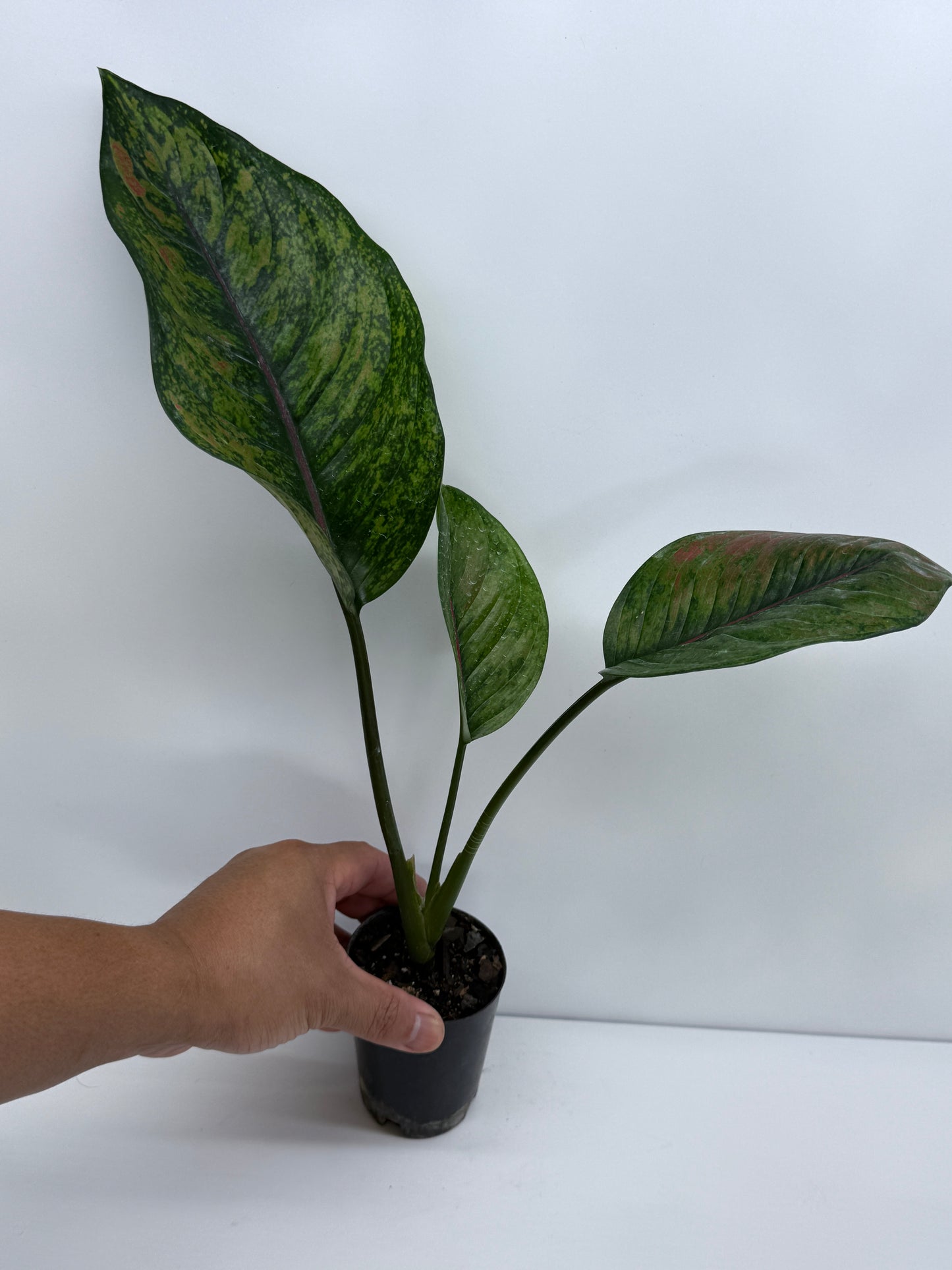 Aglaonema Heng Heng S40