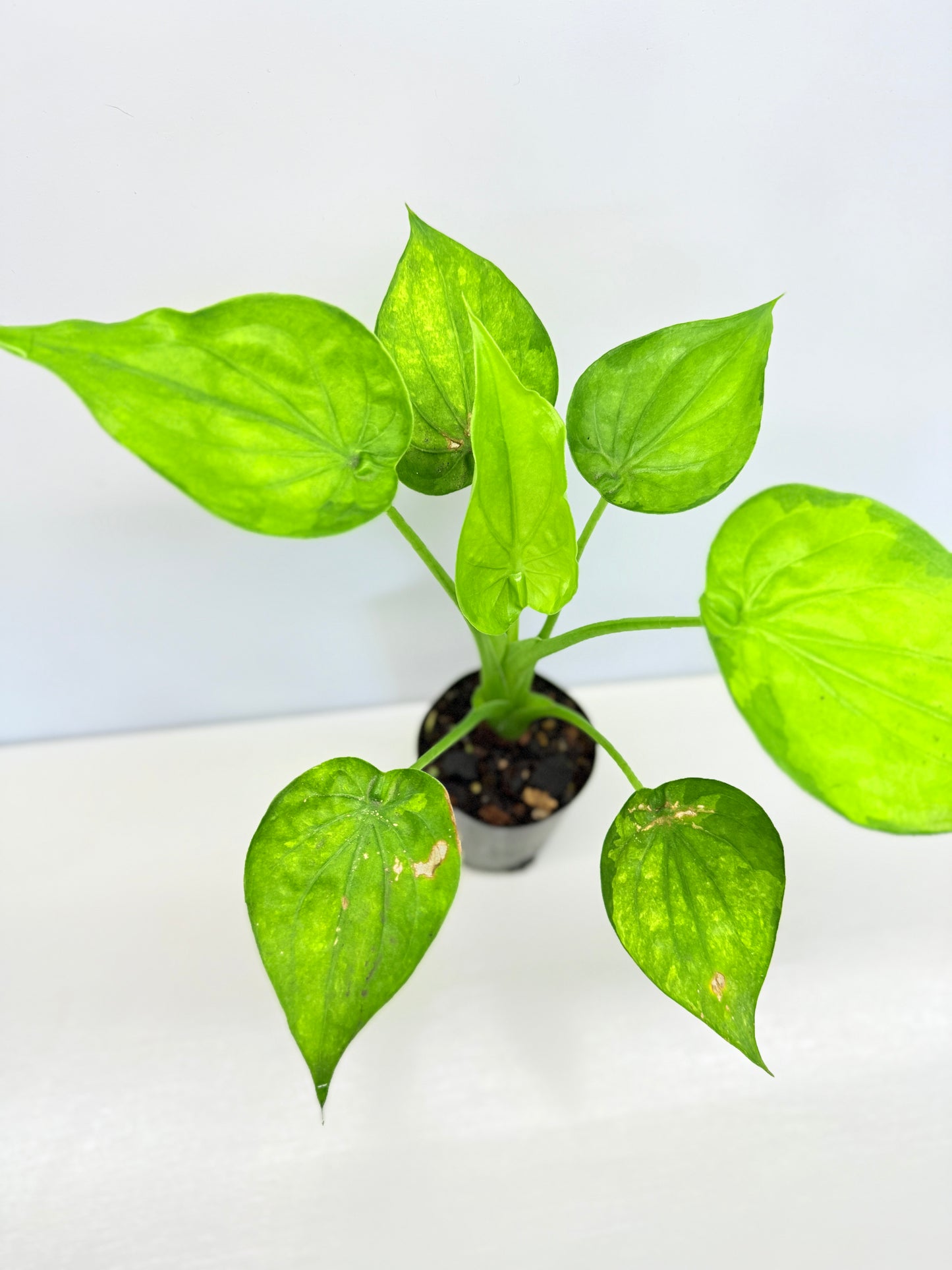 Alocasia Cucullata 'Moon Landing' A76