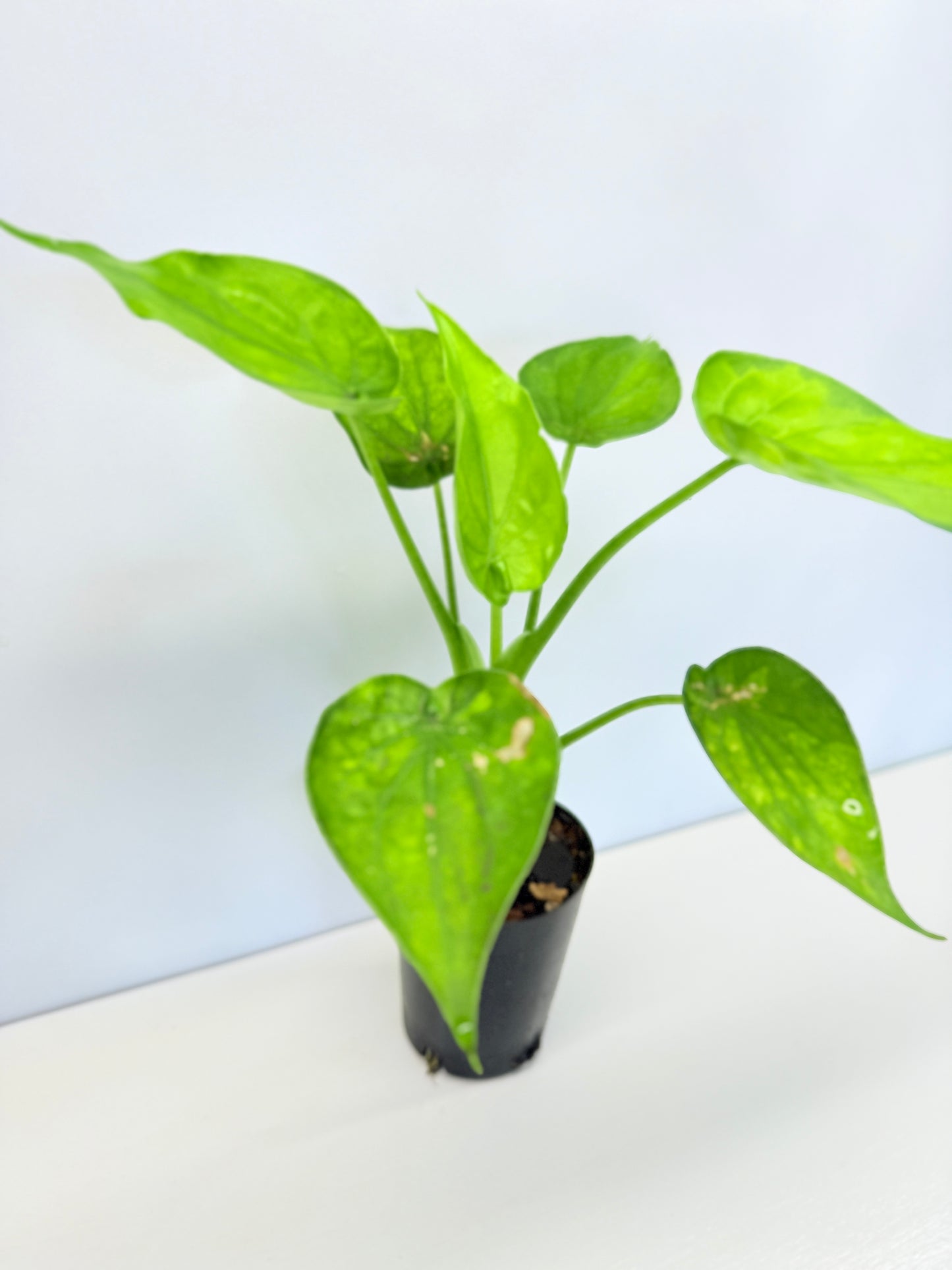Alocasia Cucullata 'Moon Landing' A76