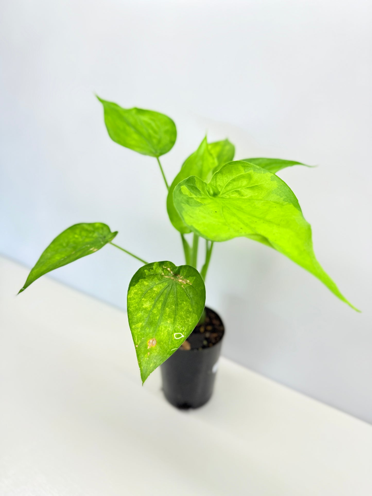 Alocasia Cucullata 'Moon Landing' A76