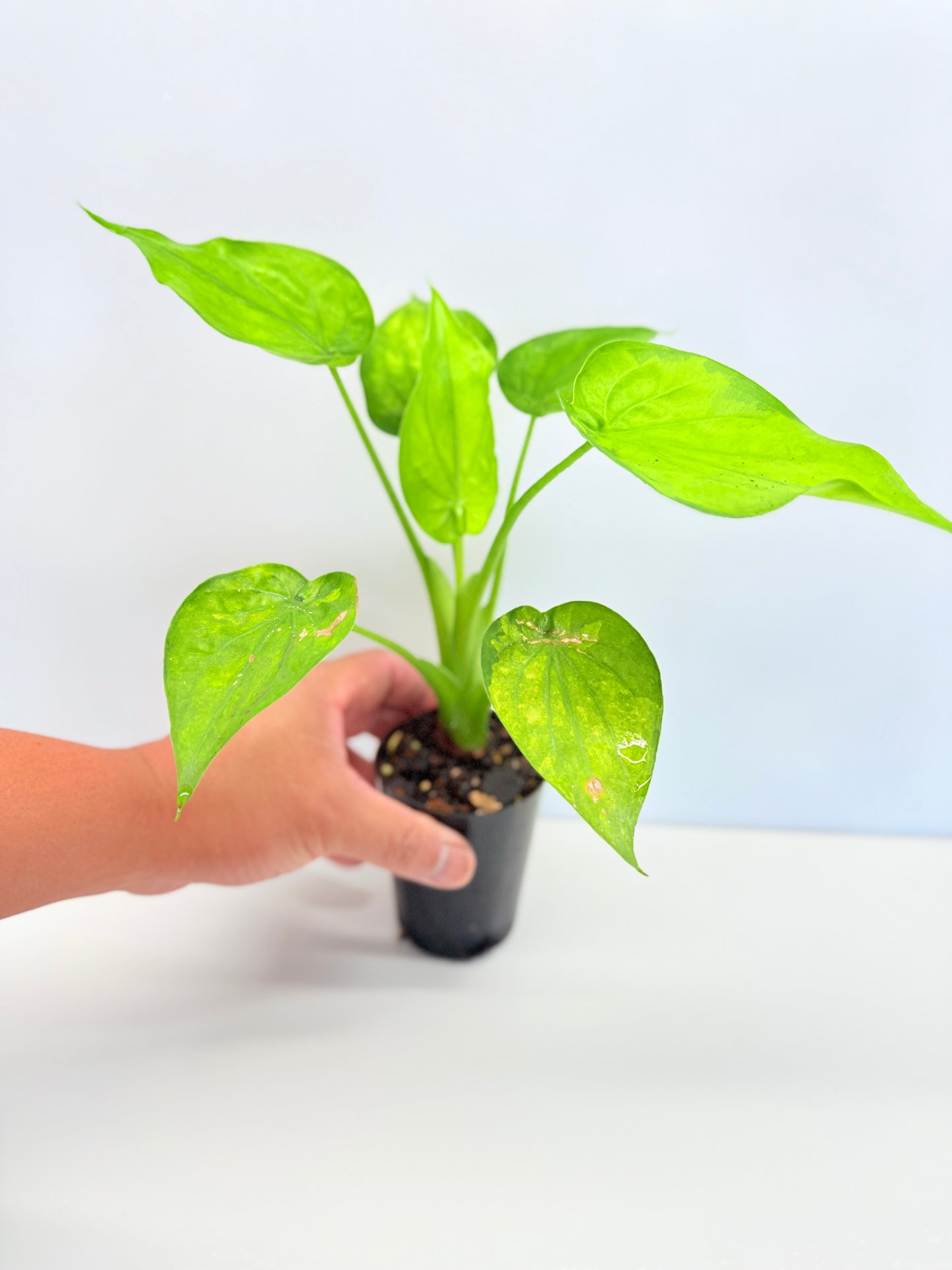Alocasia Cucullata 'Moon Landing' A76