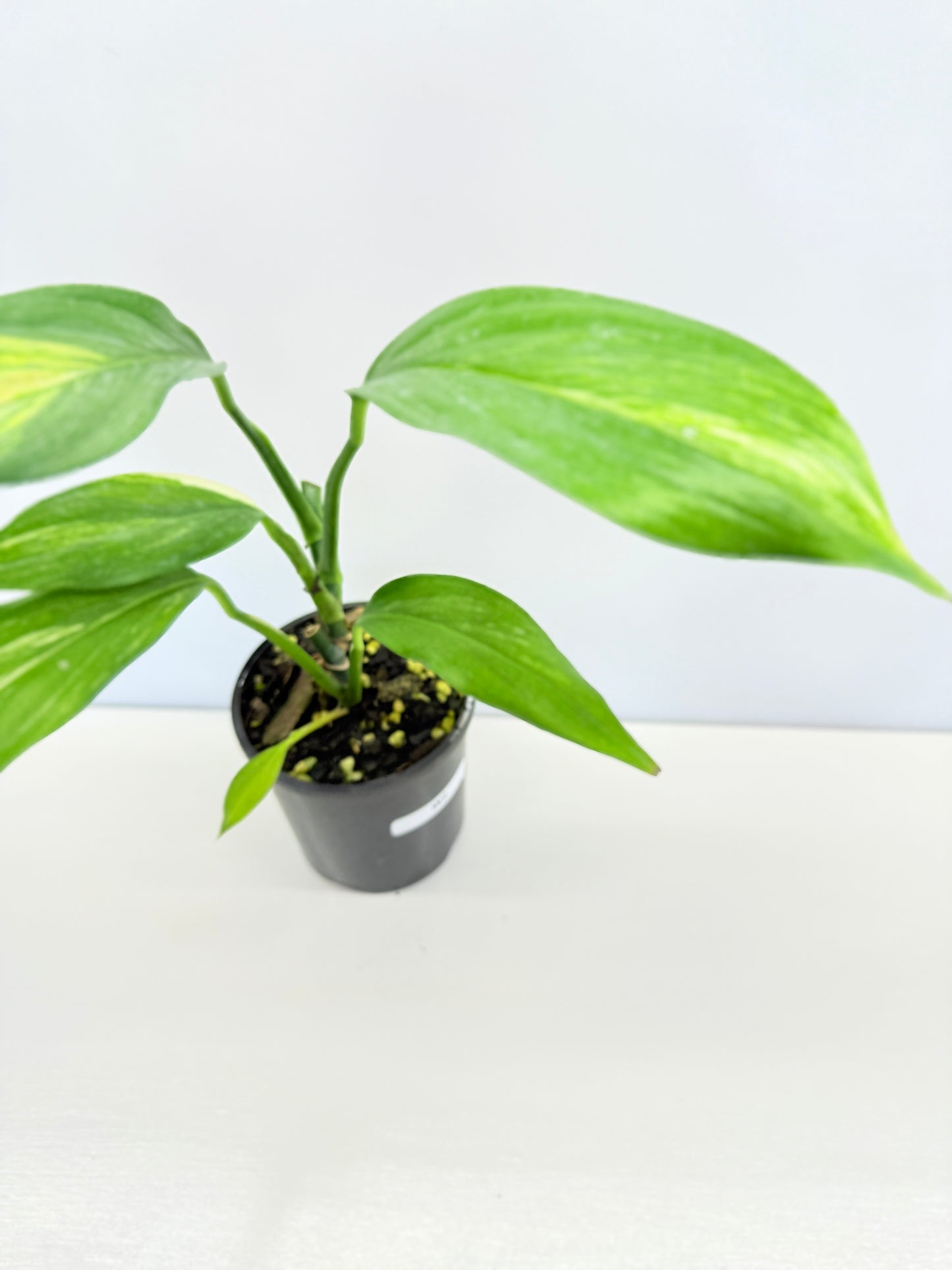 Epipremnum Amplissimum Variegated - Best Pick of the Crop!
