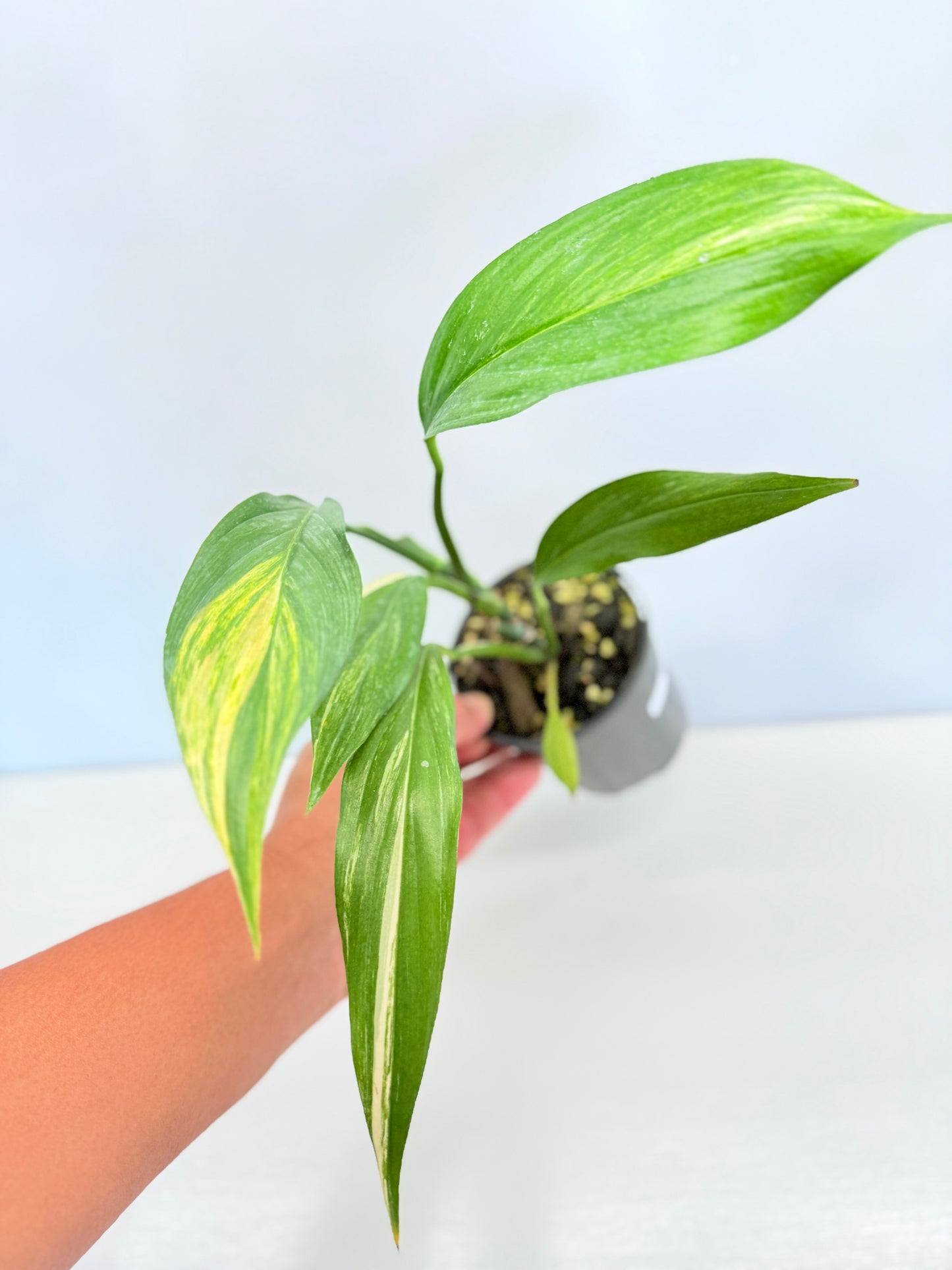 Epipremnum Amplissimum Variegated - Best Pick of the Crop!