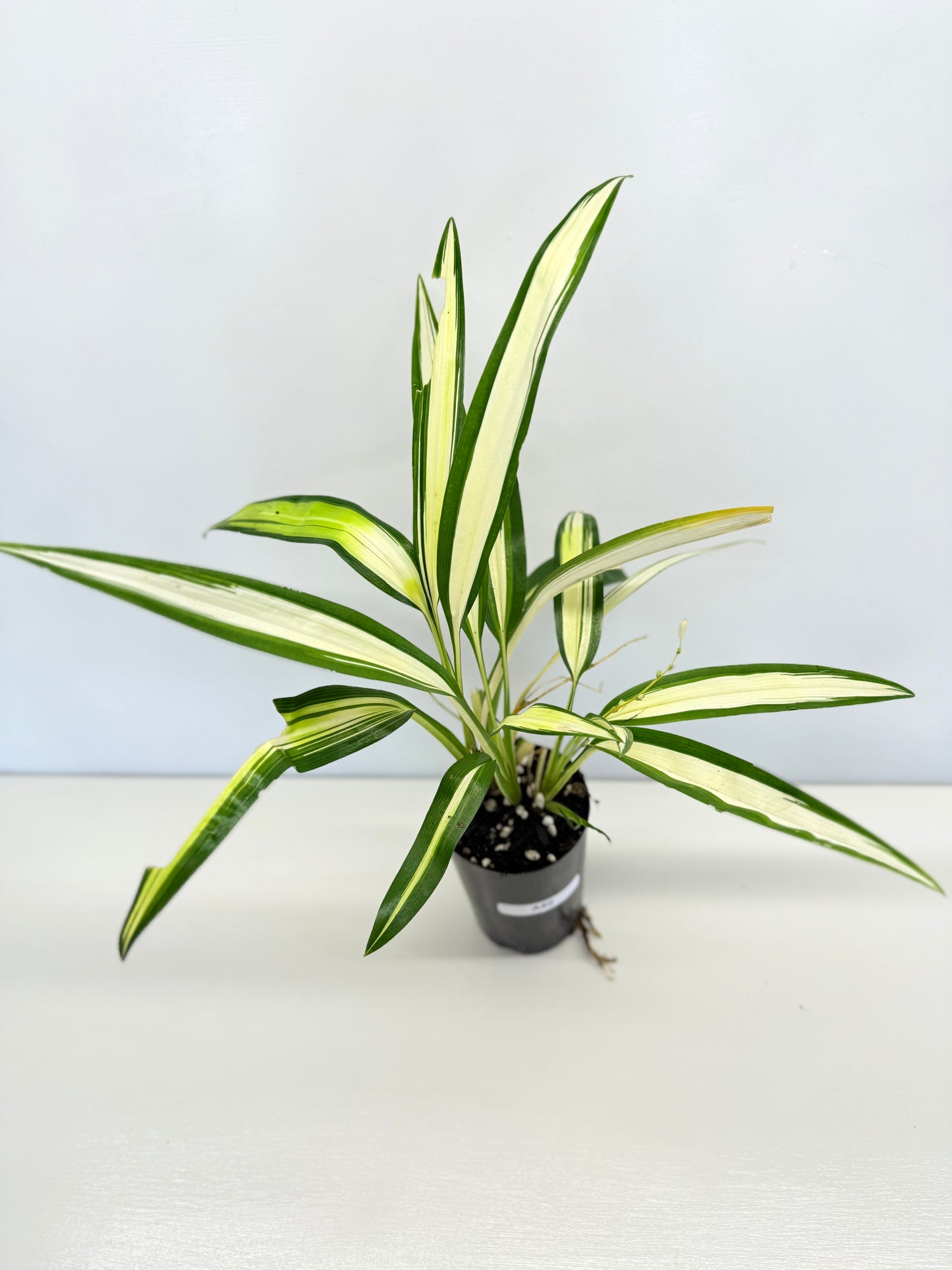Chlorophytum capense Variegata - 'Variegated Spider Plant' - Best Pick of the Crop!