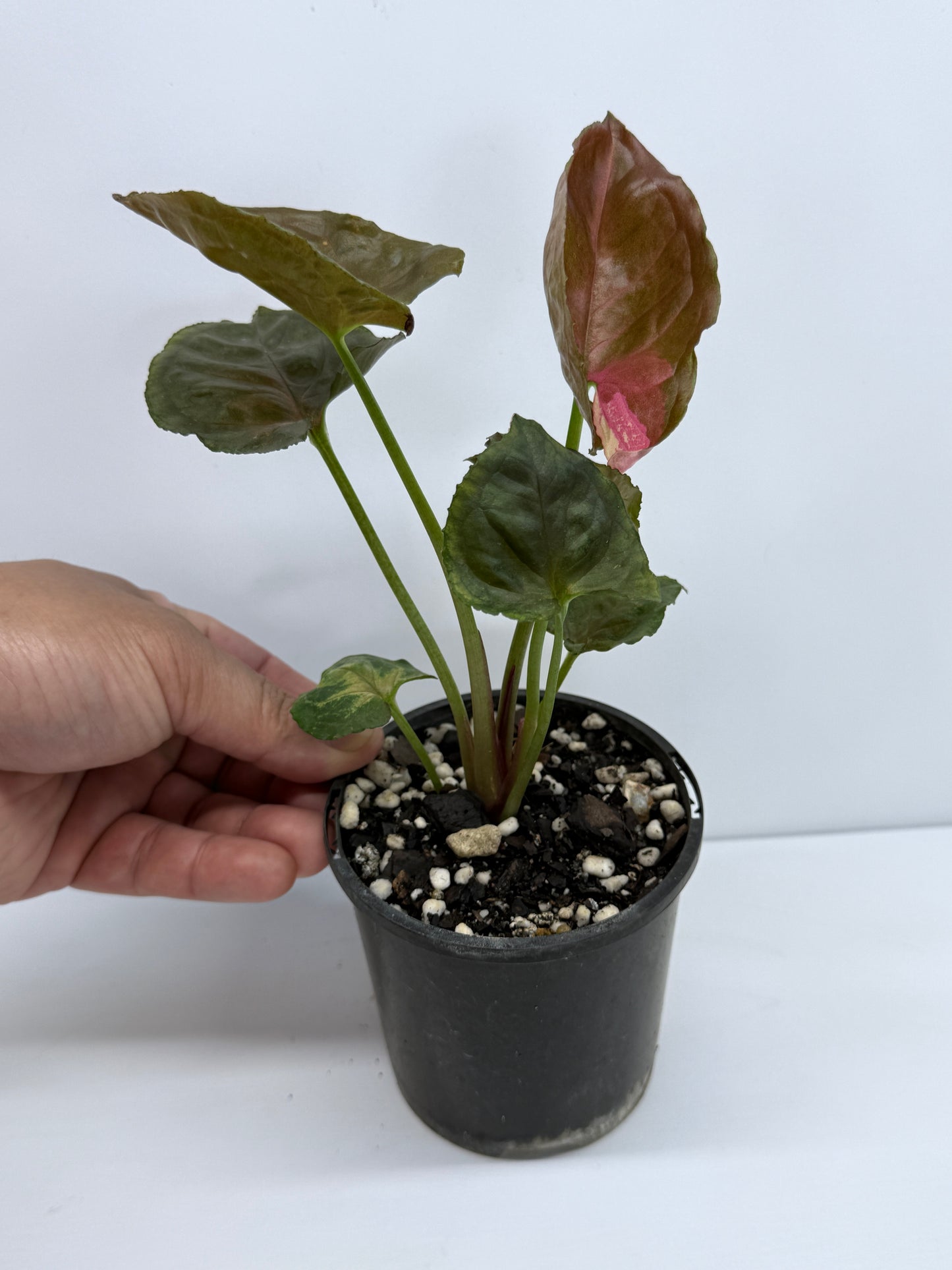 Syngonium Strawberry Ice S52