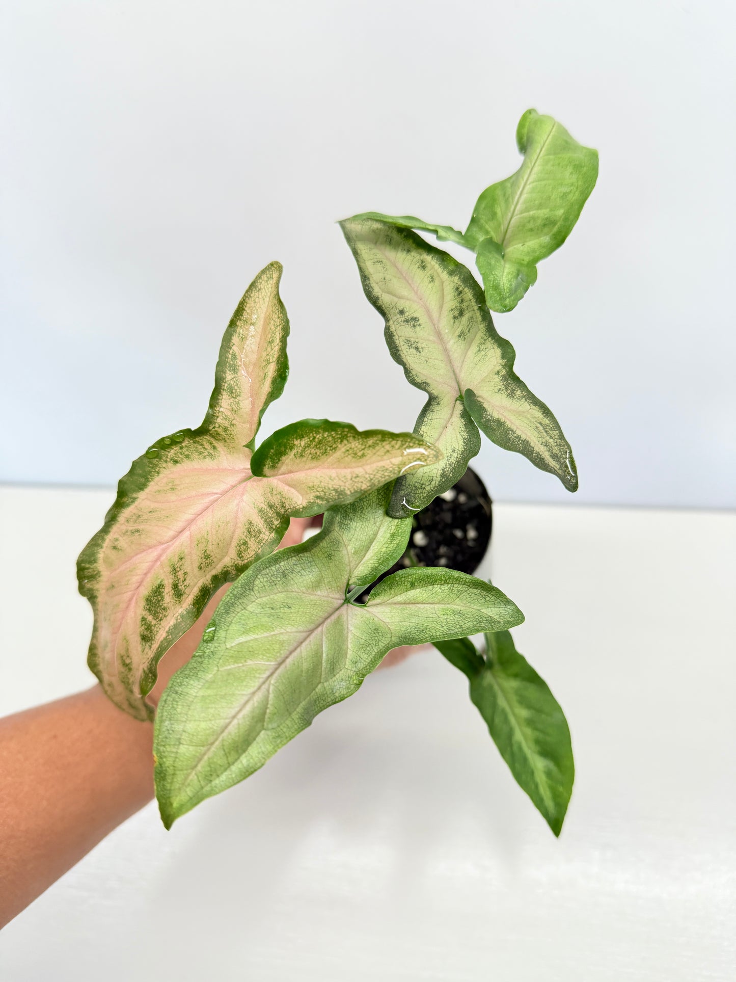 Syngonium Black Pink B3