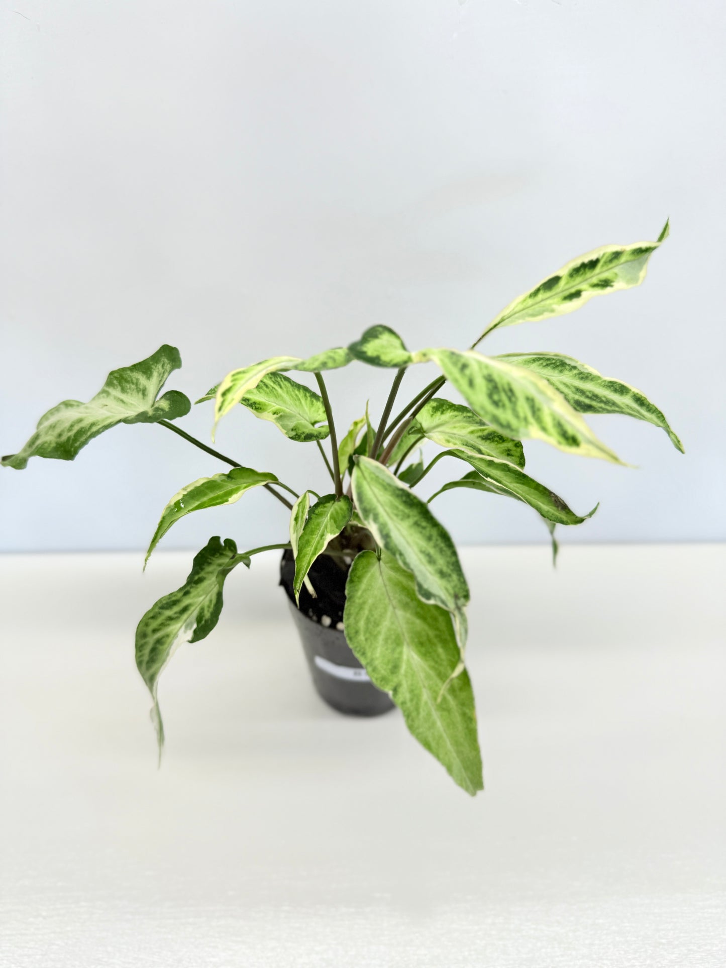 Syngonium 'Starlite' B1