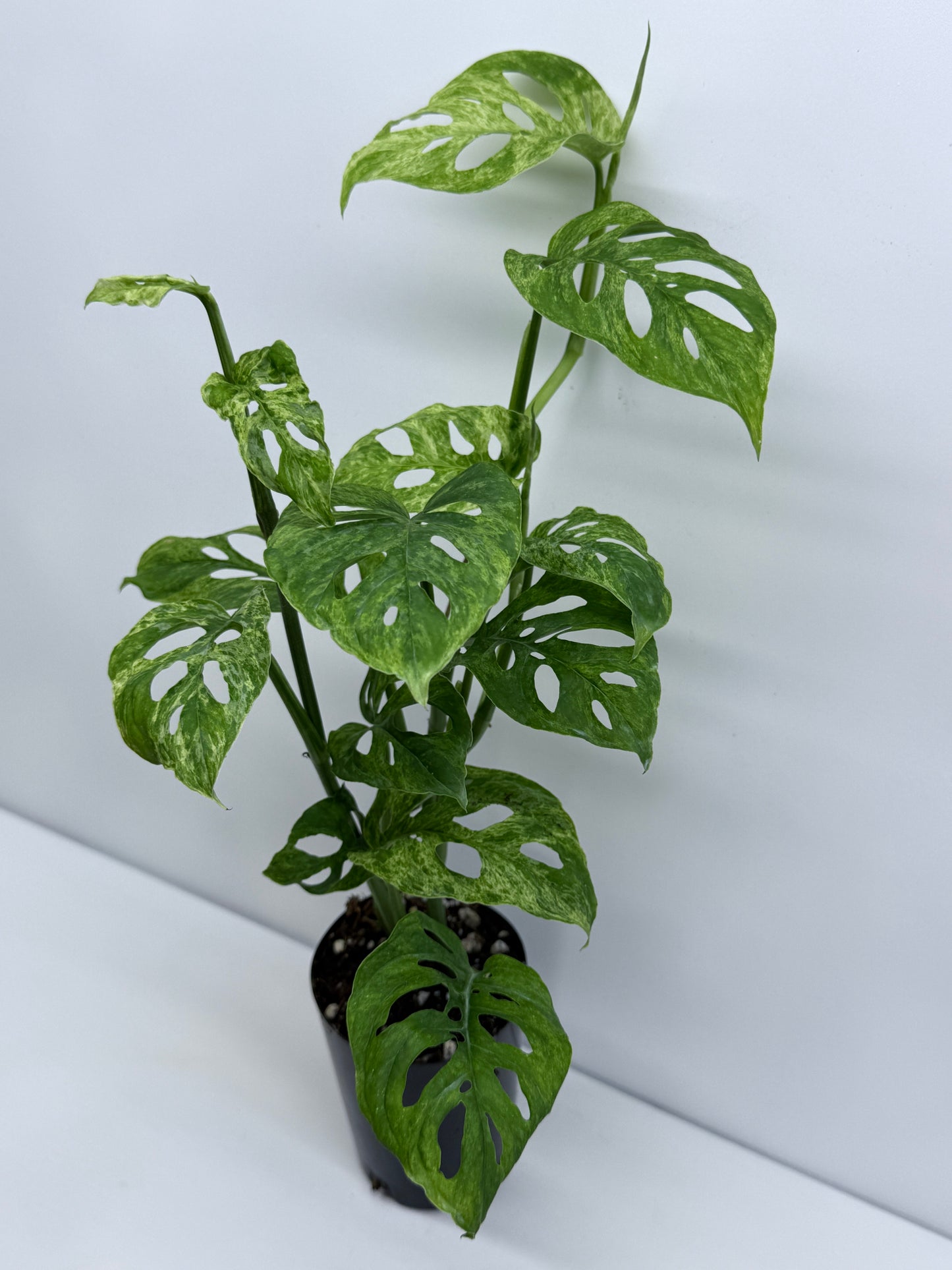 Monstera Adansonii Variegated Mottled Mint - Double Planted S54
