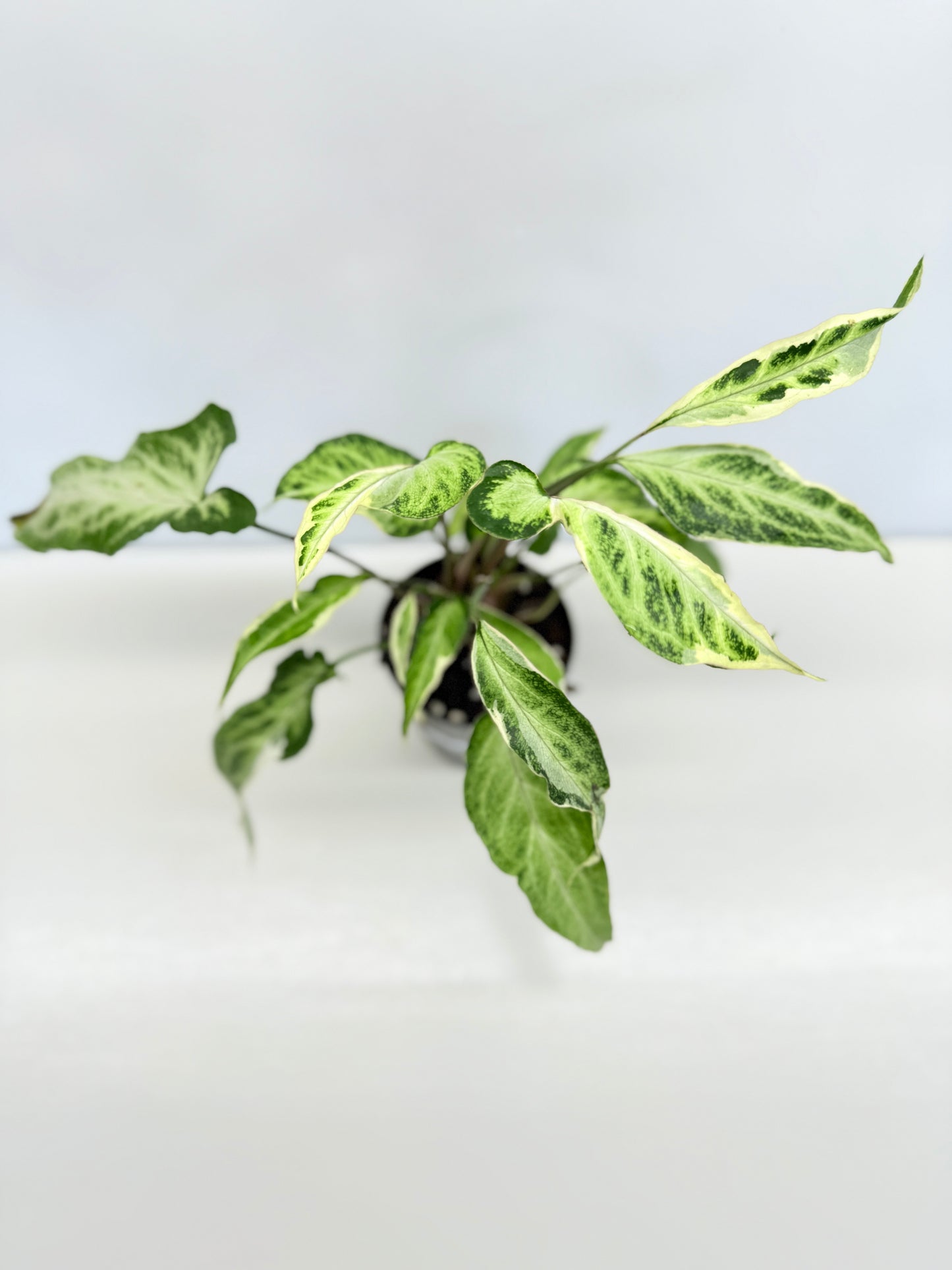 Syngonium 'Starlite' B1