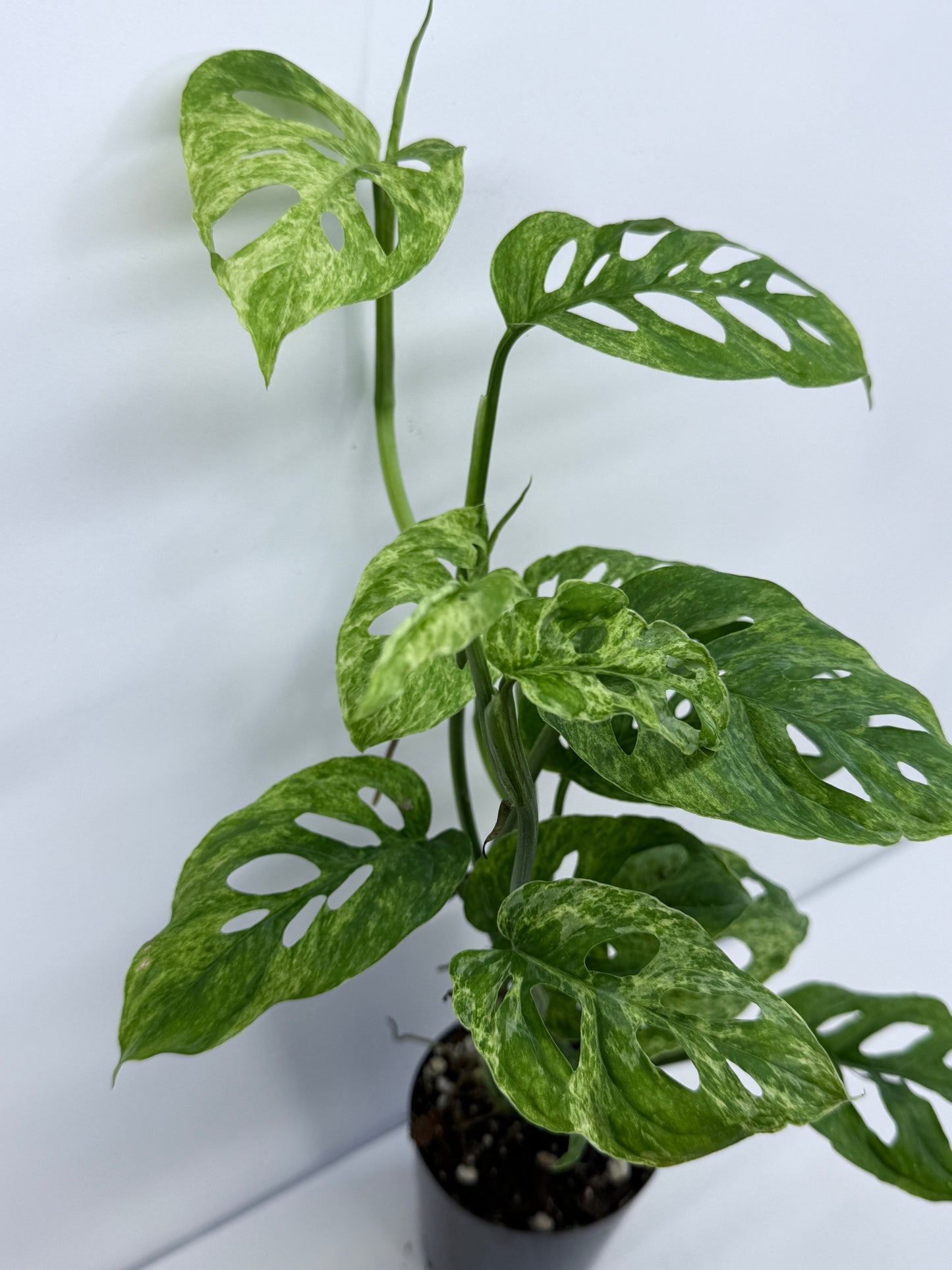 Monstera Adansonii Variegated Mottled Mint - Double Planted S54
