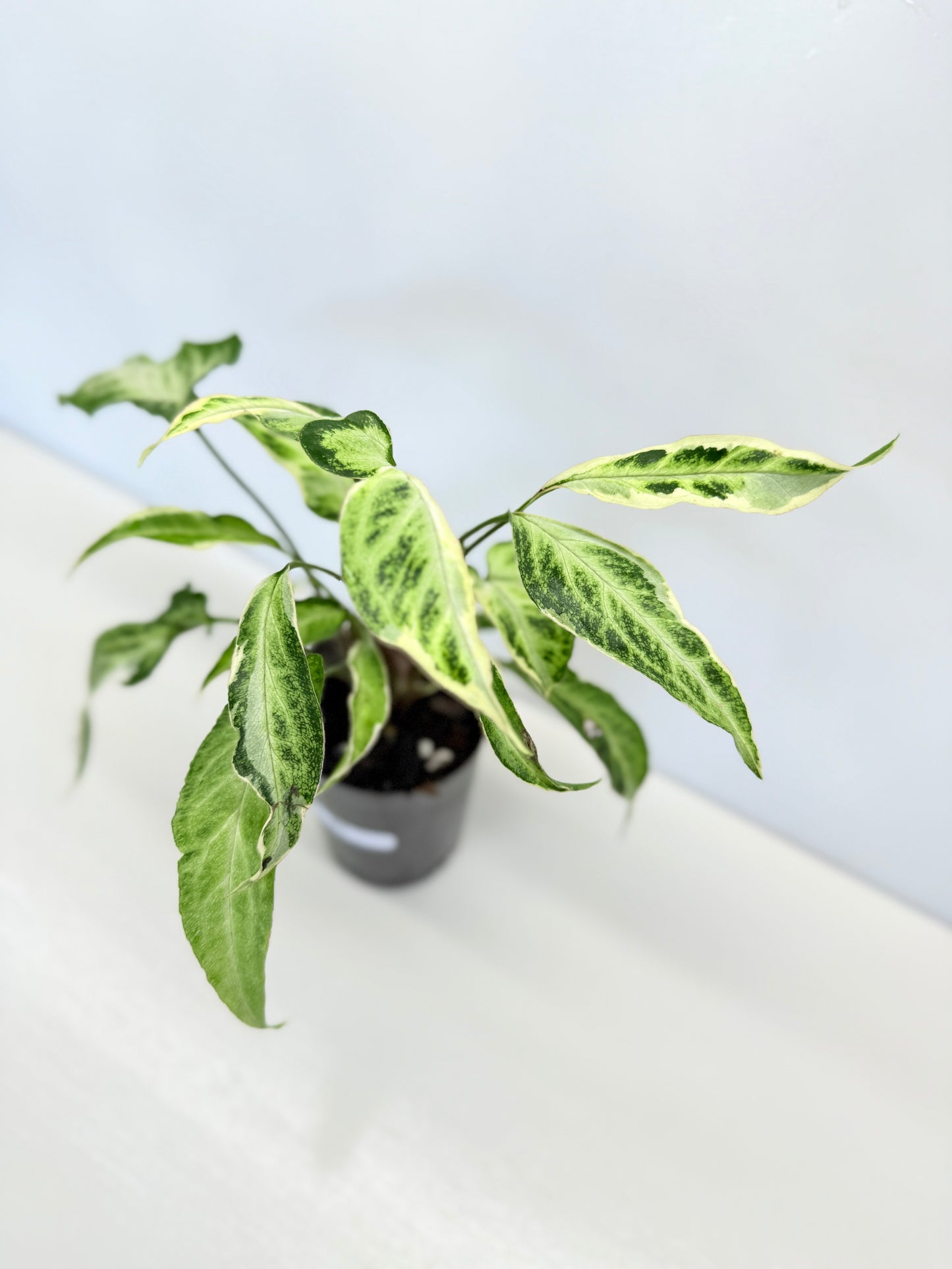 Syngonium 'Starlite' B1
