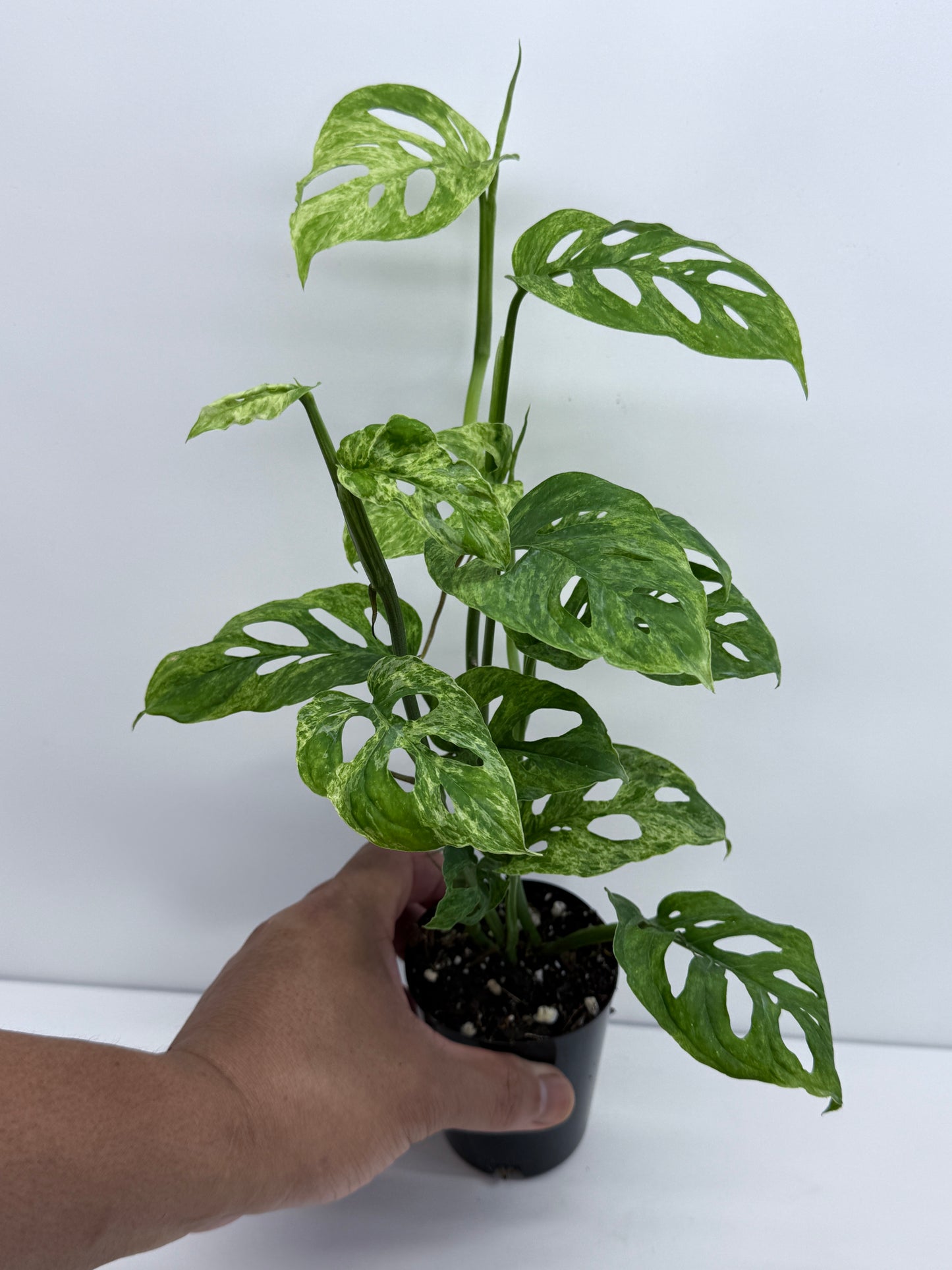 Monstera Adansonii Variegated Mottled Mint - Double Planted S54