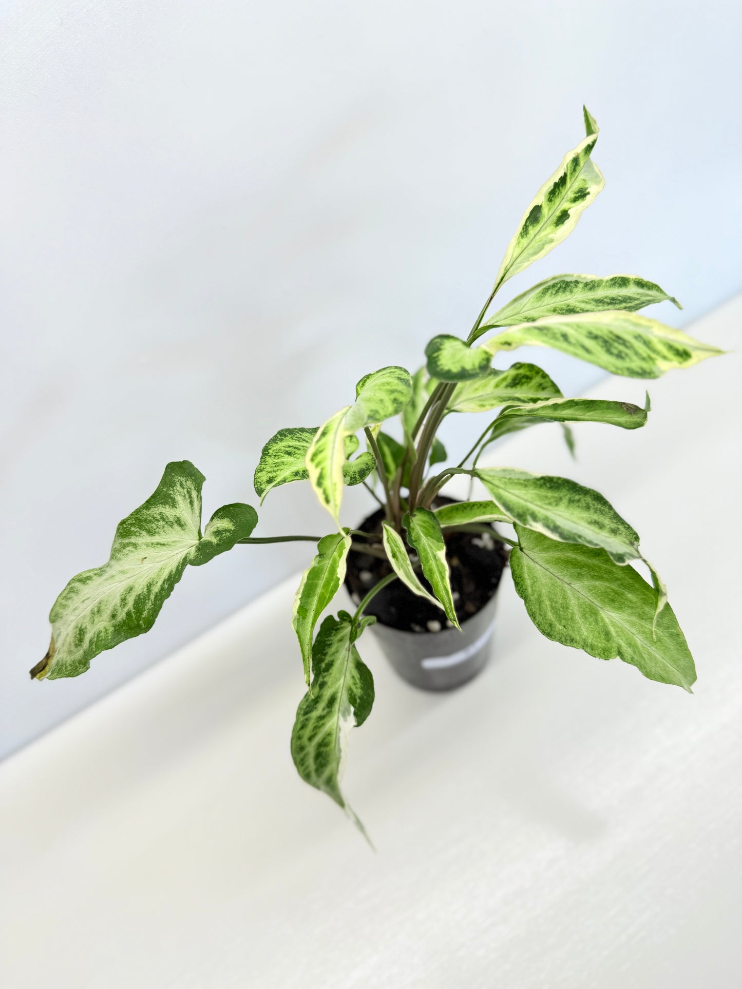 Syngonium 'Starlite' B1