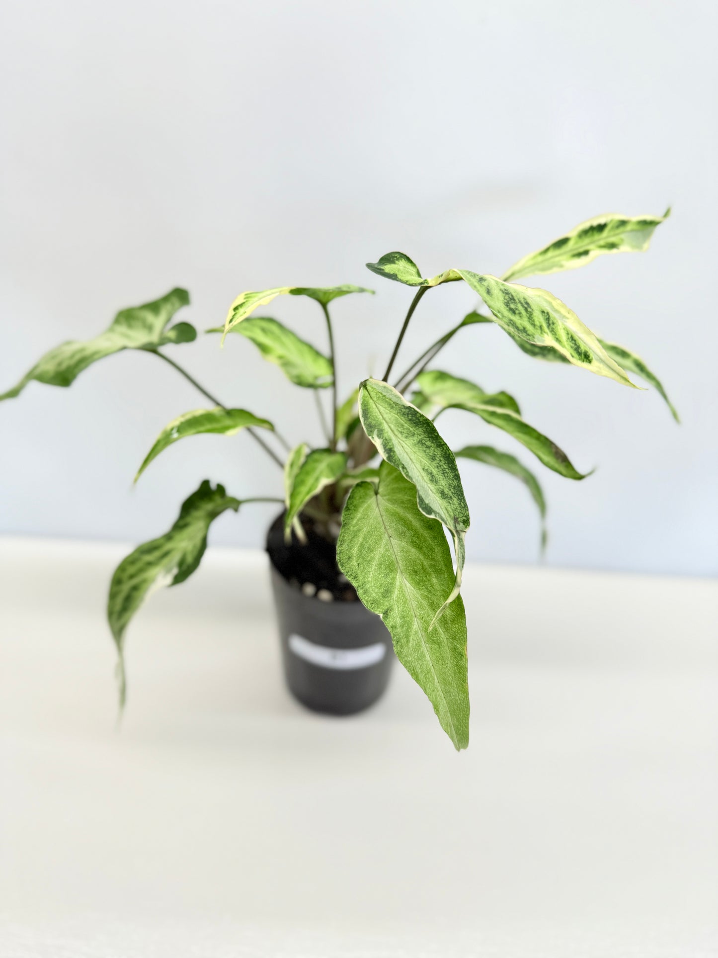 Syngonium 'Starlite' B1