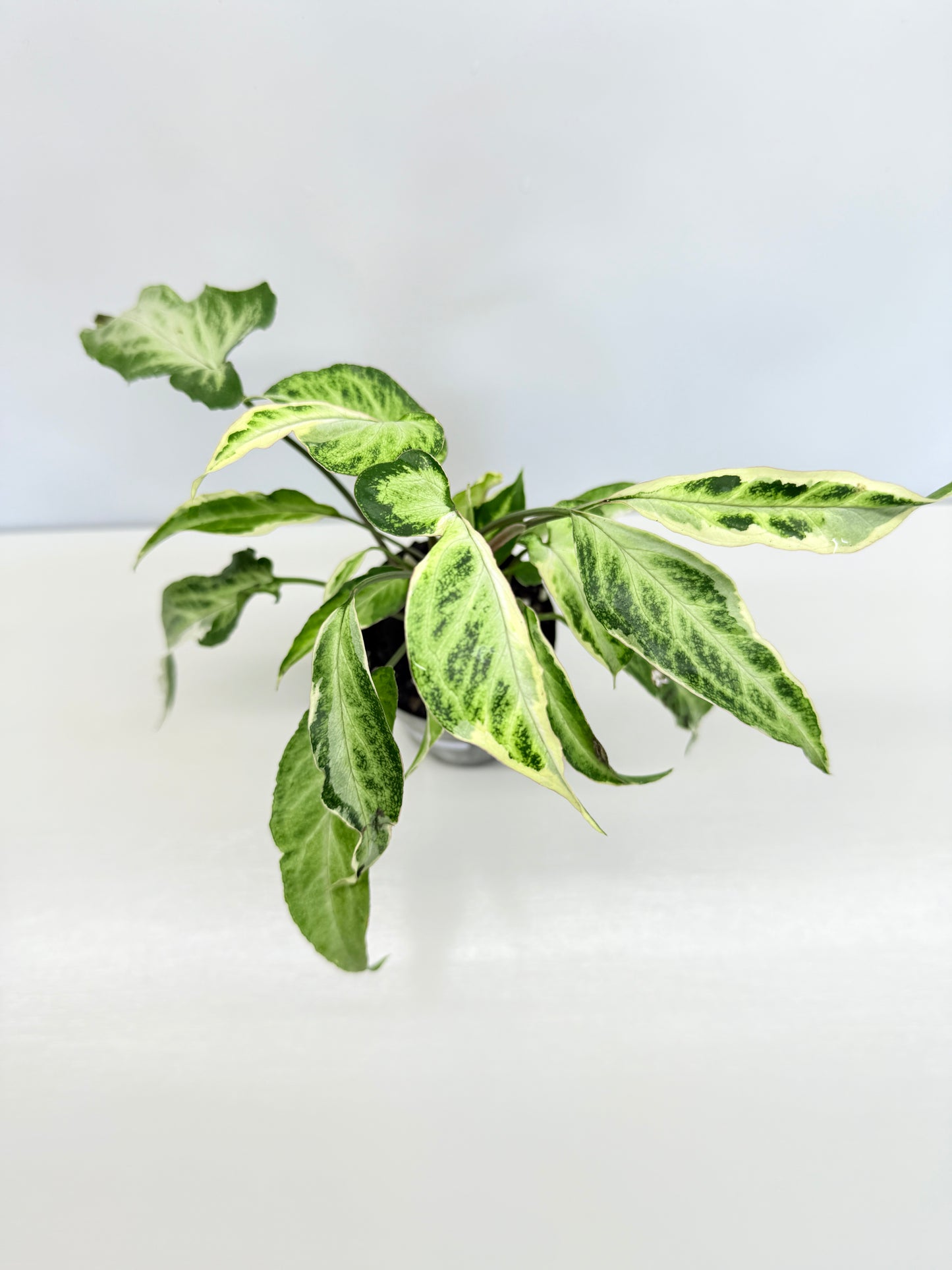 Syngonium 'Starlite' B1