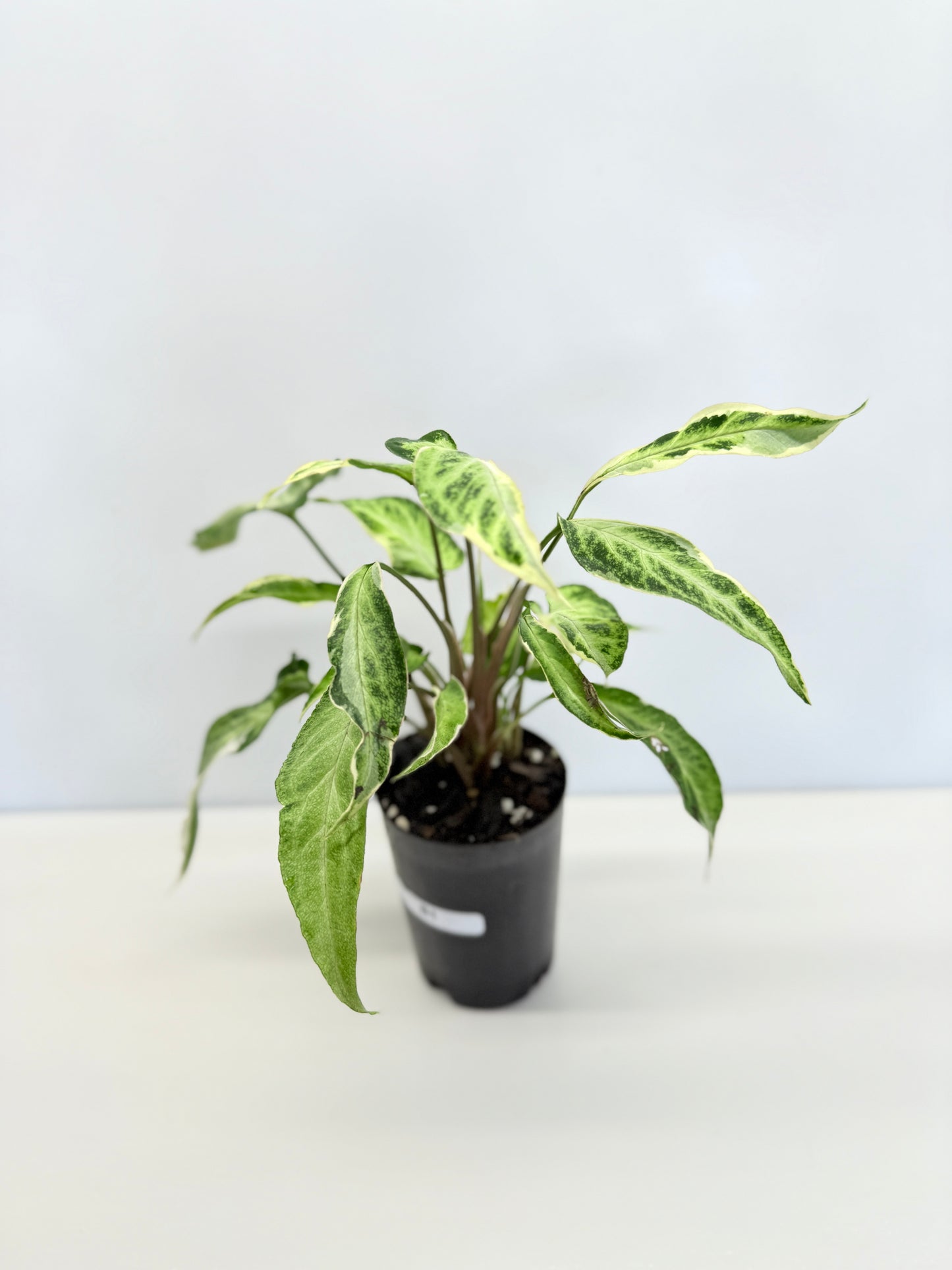 Syngonium 'Starlite' B1