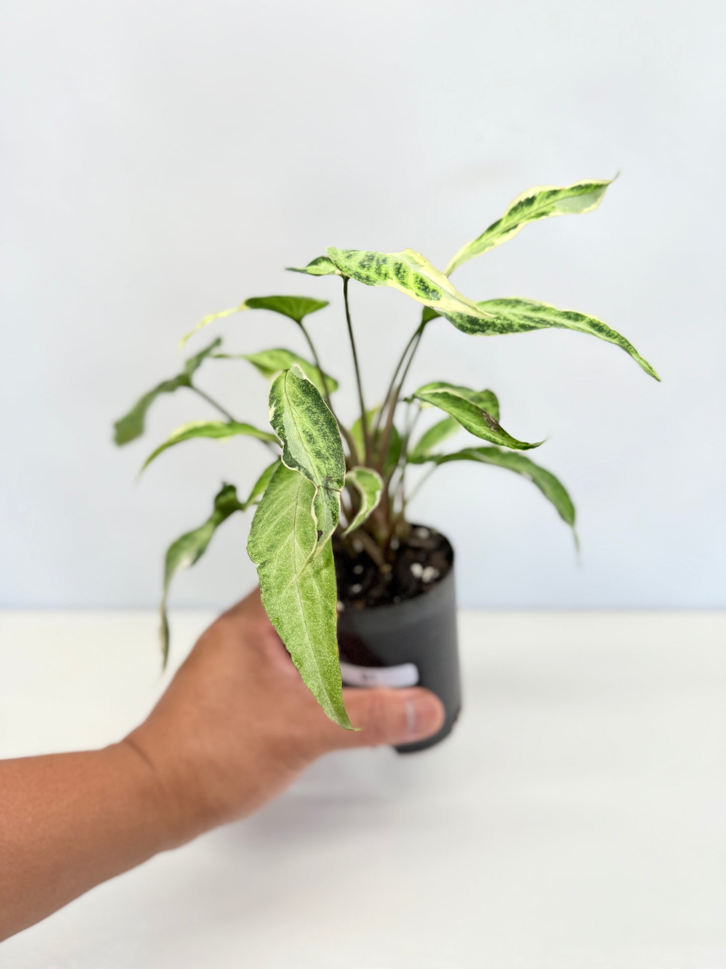 Syngonium 'Starlite' B1