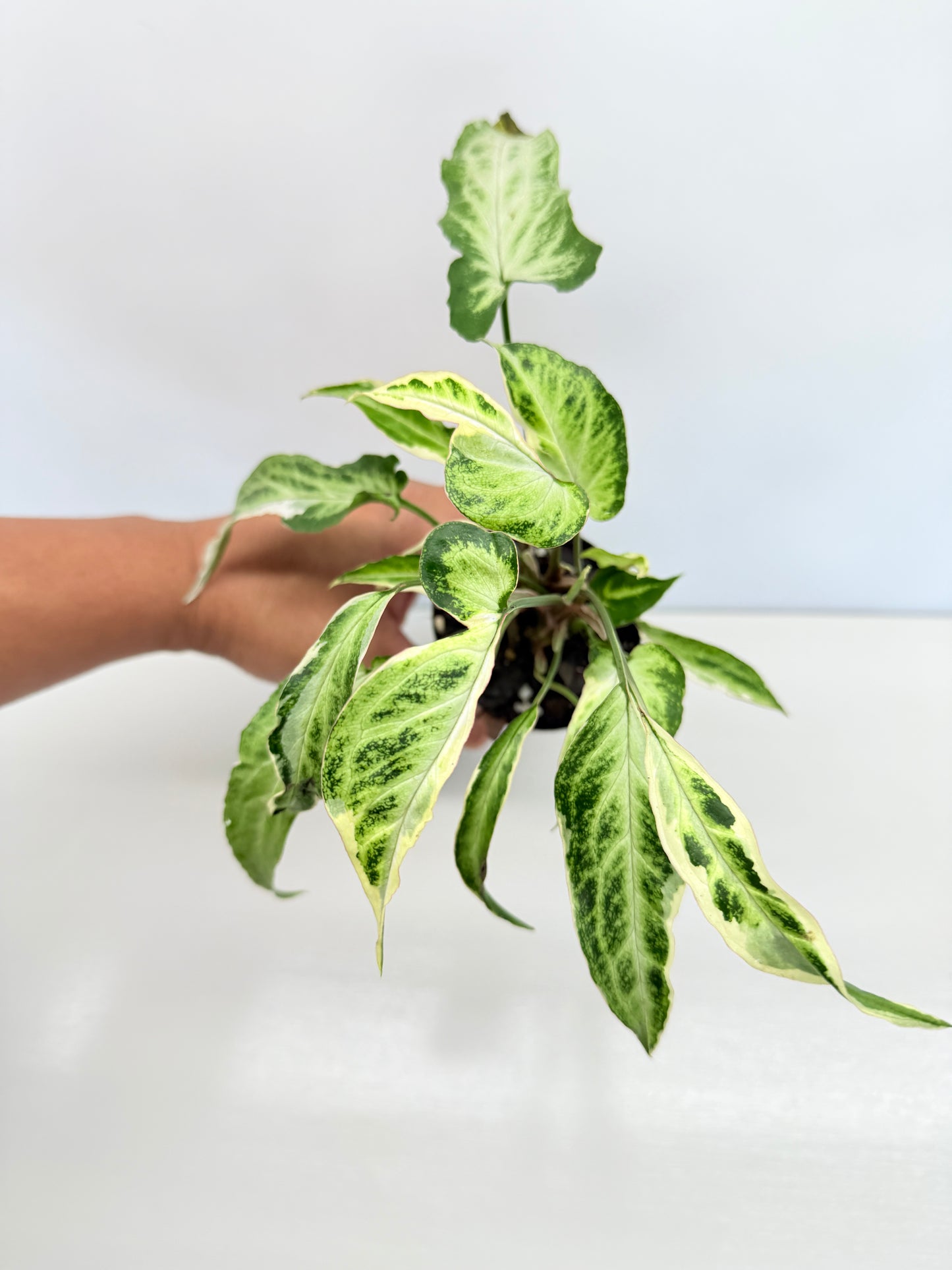 Syngonium 'Starlite' B1