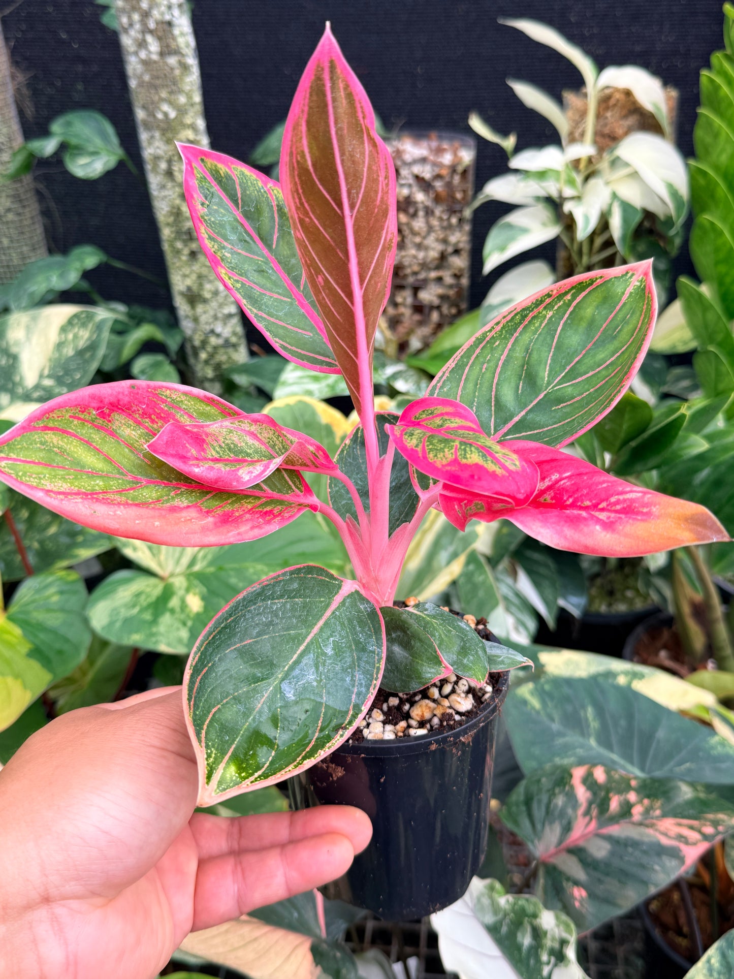 Aglaonema 'Lipstick Kanza' L81
