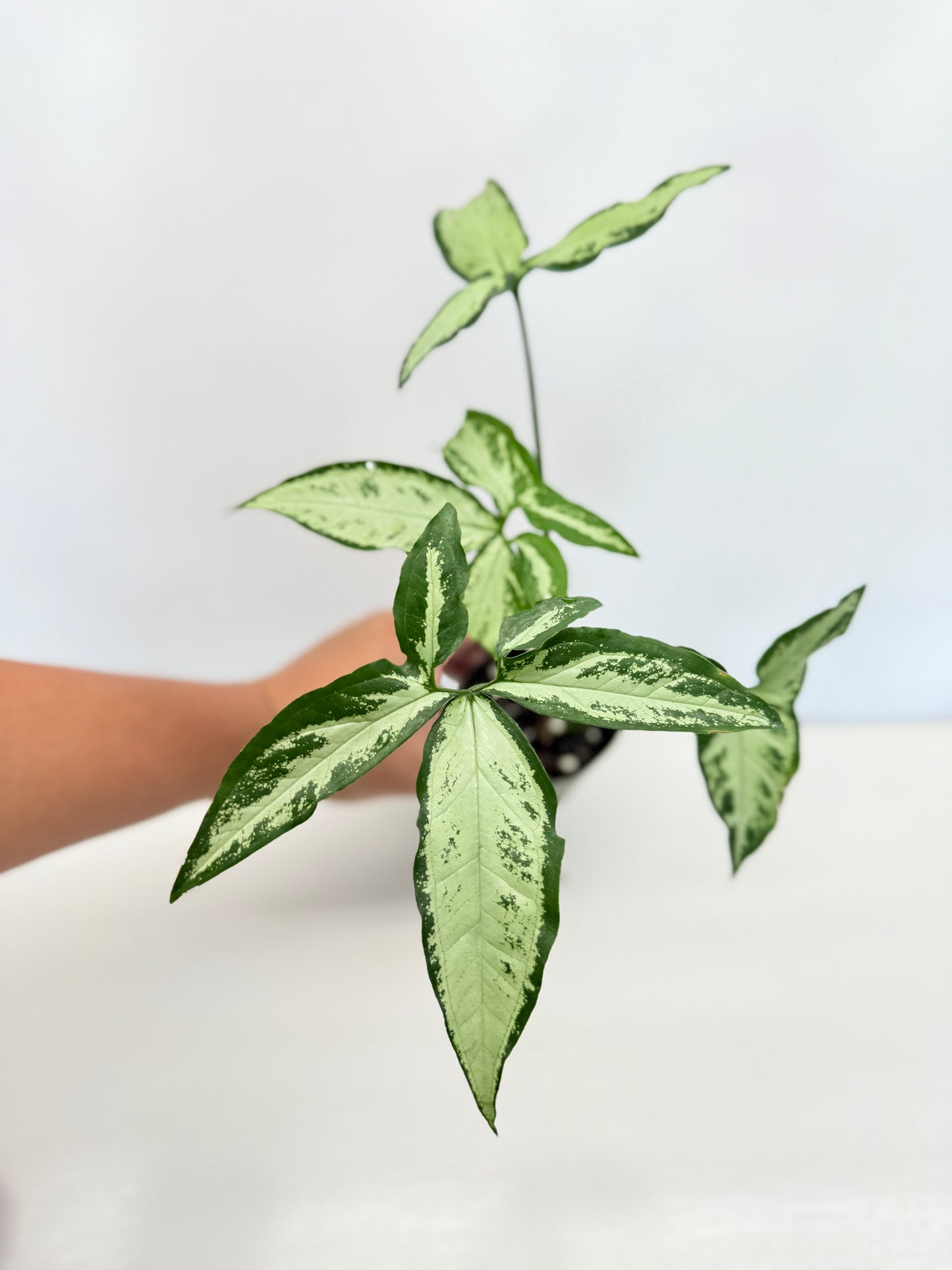 Syngonium 'Little Star' B2