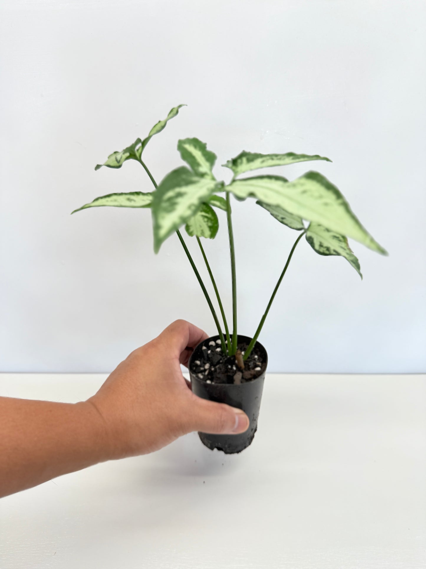 Syngonium 'Little Star' B2