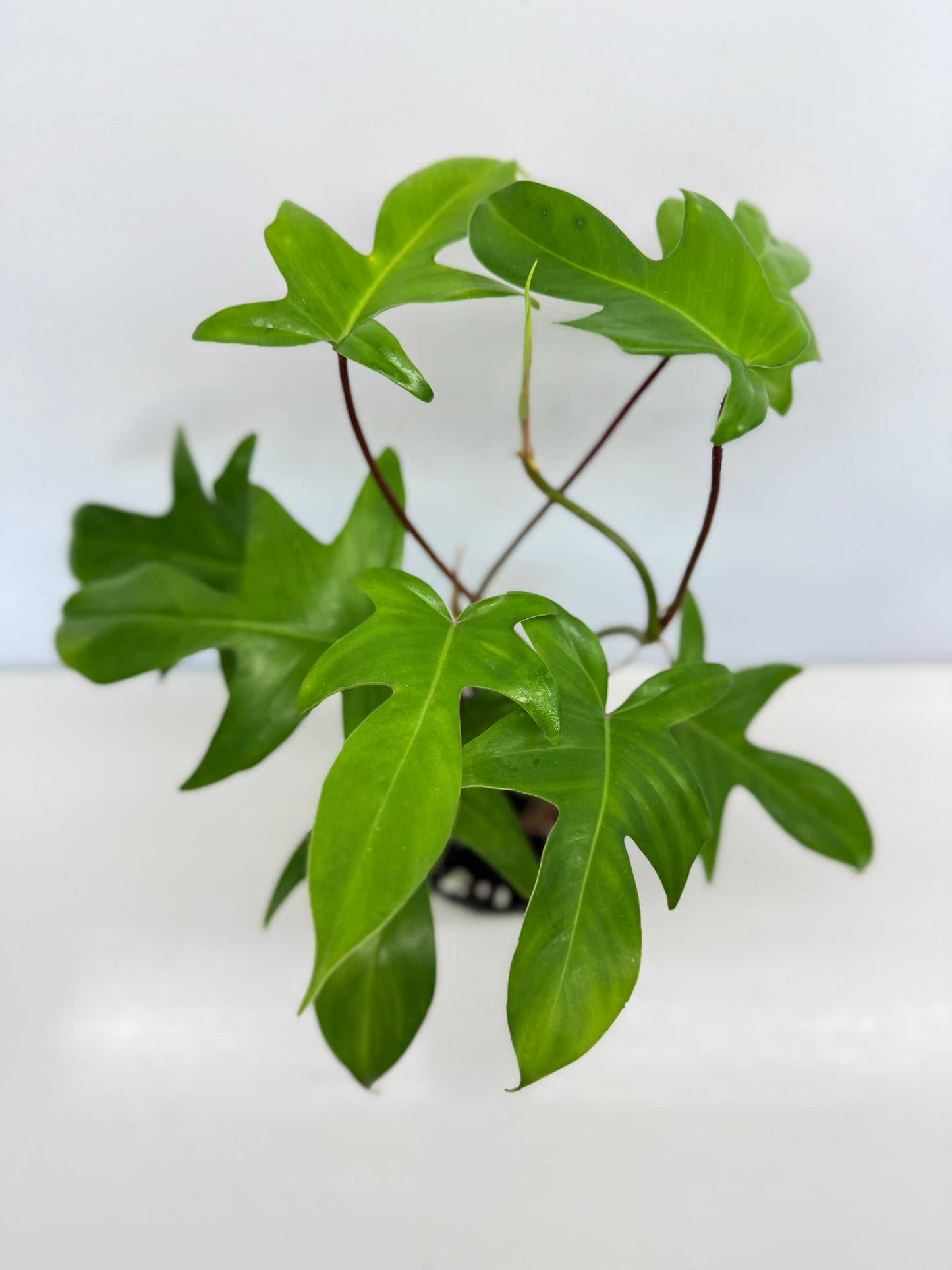Philodendron pedatum 'Rudolph' (Red Stem) - Best Pick of the Crop