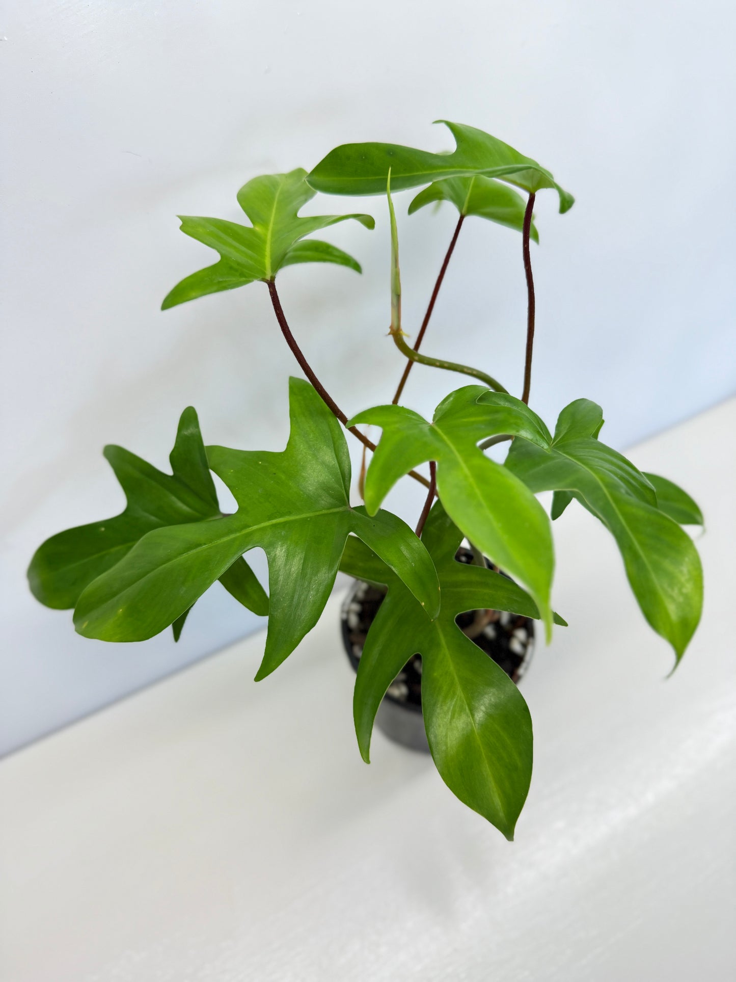 Philodendron pedatum 'Rudolph' (Red Stem) - Best Pick of the Crop