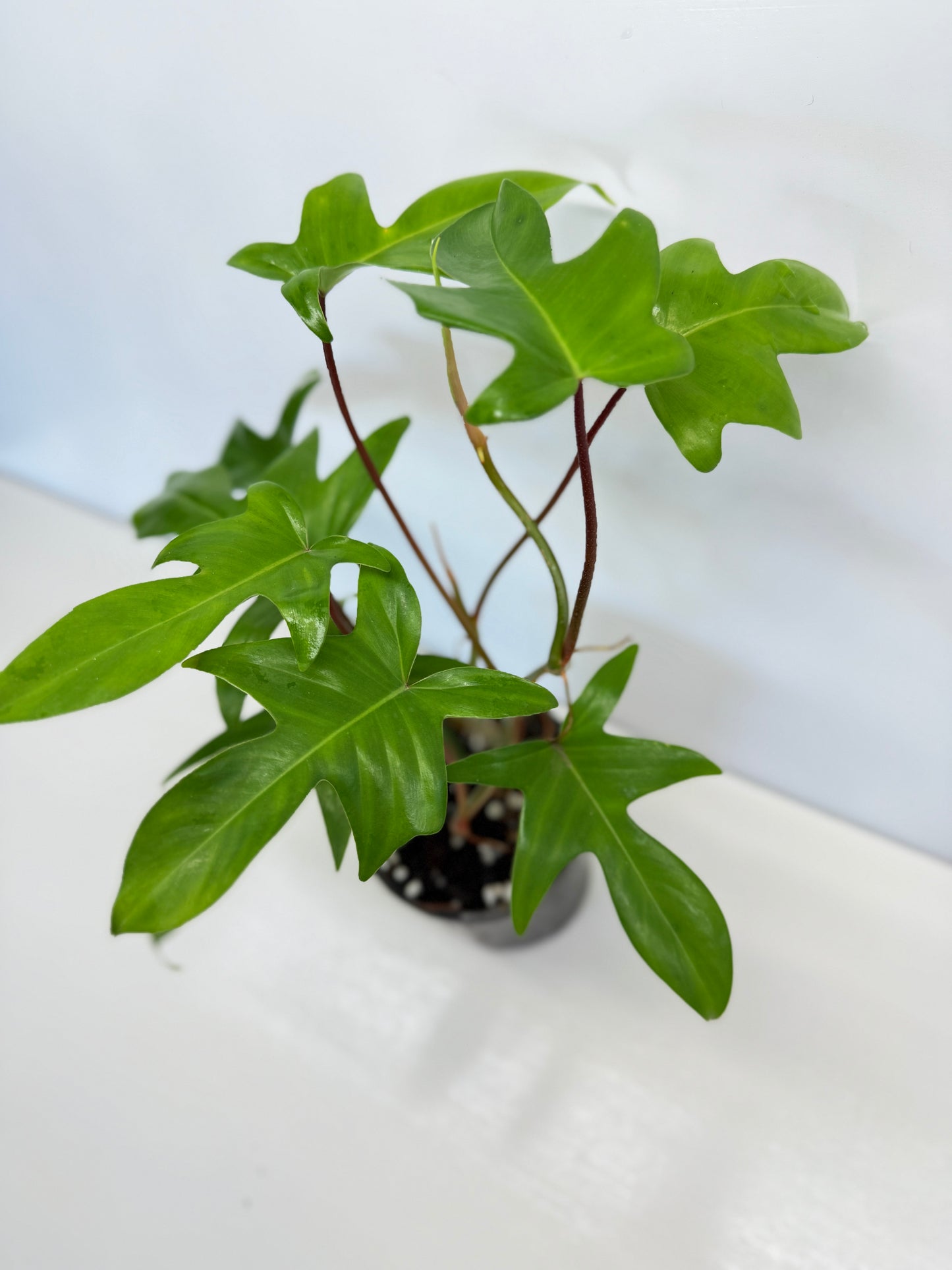 Philodendron pedatum 'Rudolph' (Red Stem) - Best Pick of the Crop